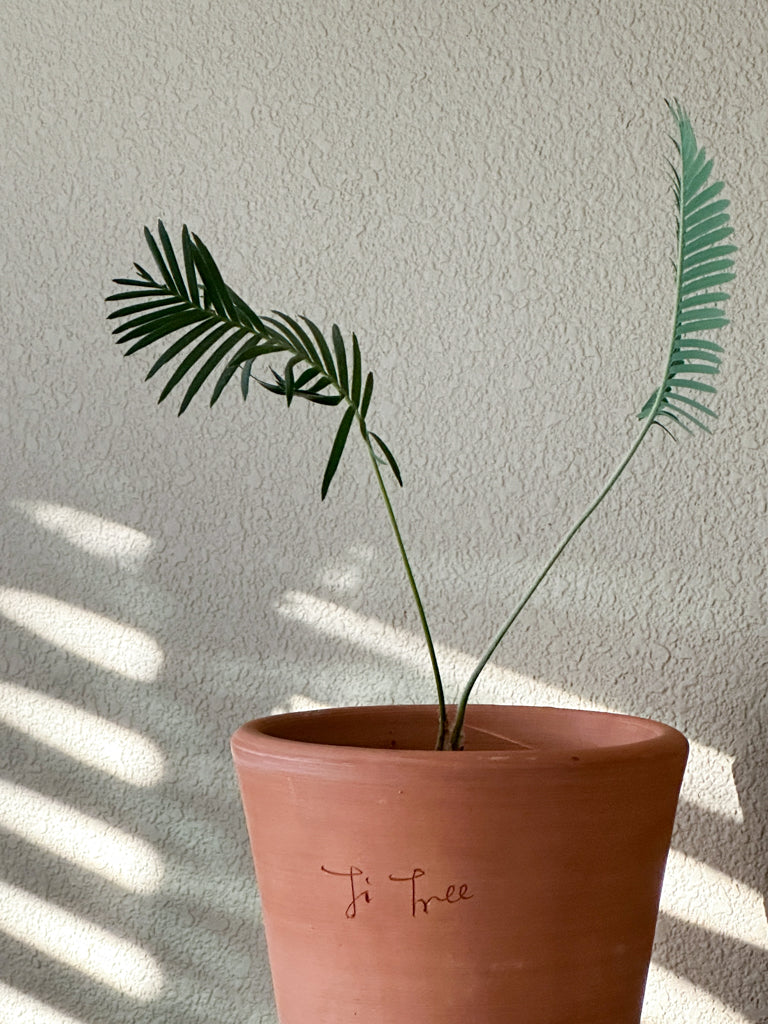 Ti Tree Classic Pot