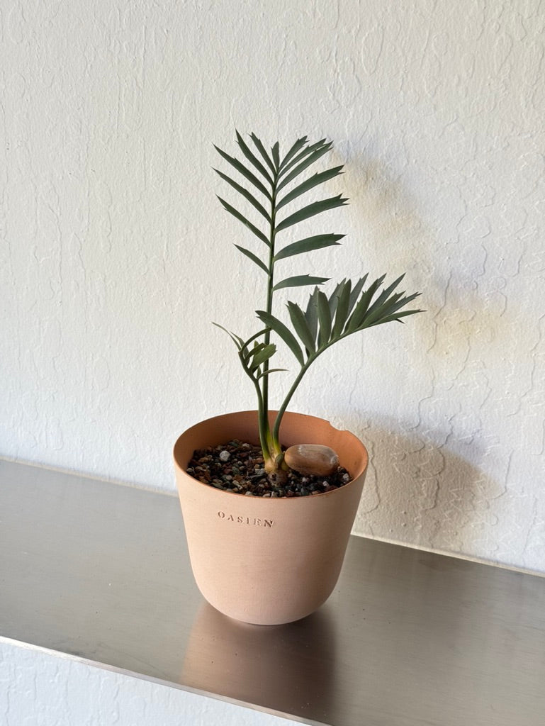 Encephalartos Horridus Cycad Seedling in Oasien Saguaro pot- Rare found