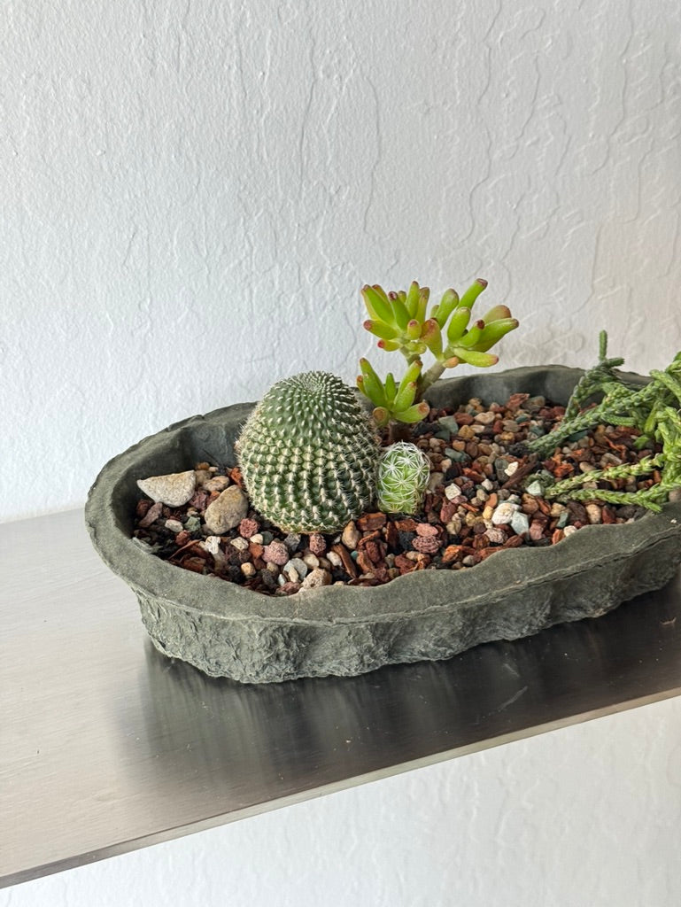 Desert Oasis in Paper Planter