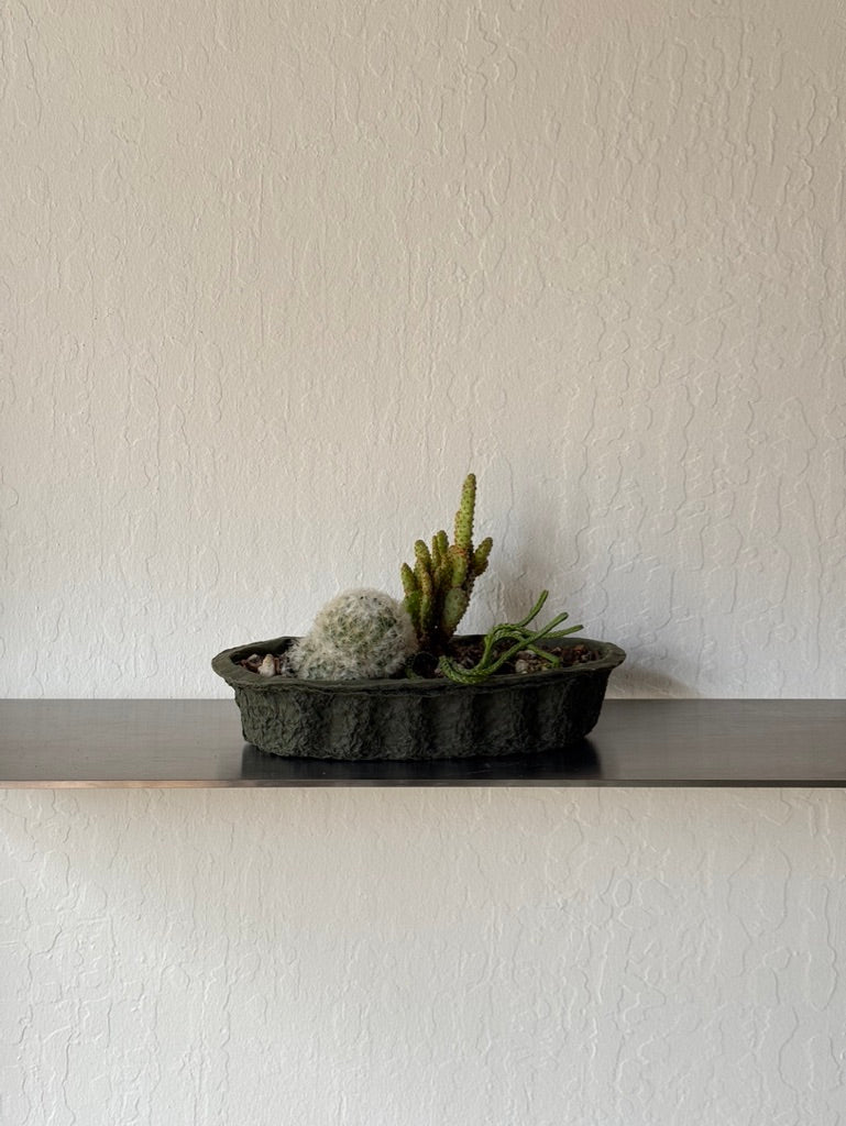 Desert Oasis in Paper Planter