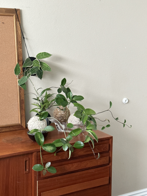 Hoya kokedama inspired