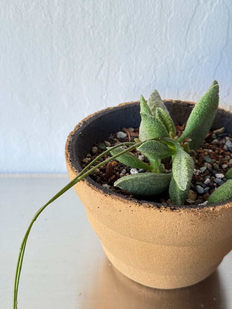 Adromischus Herrei in Clouds Pot - rare found succulent