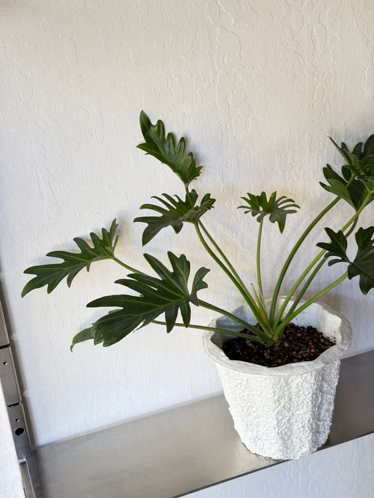 Philodendron Selloum