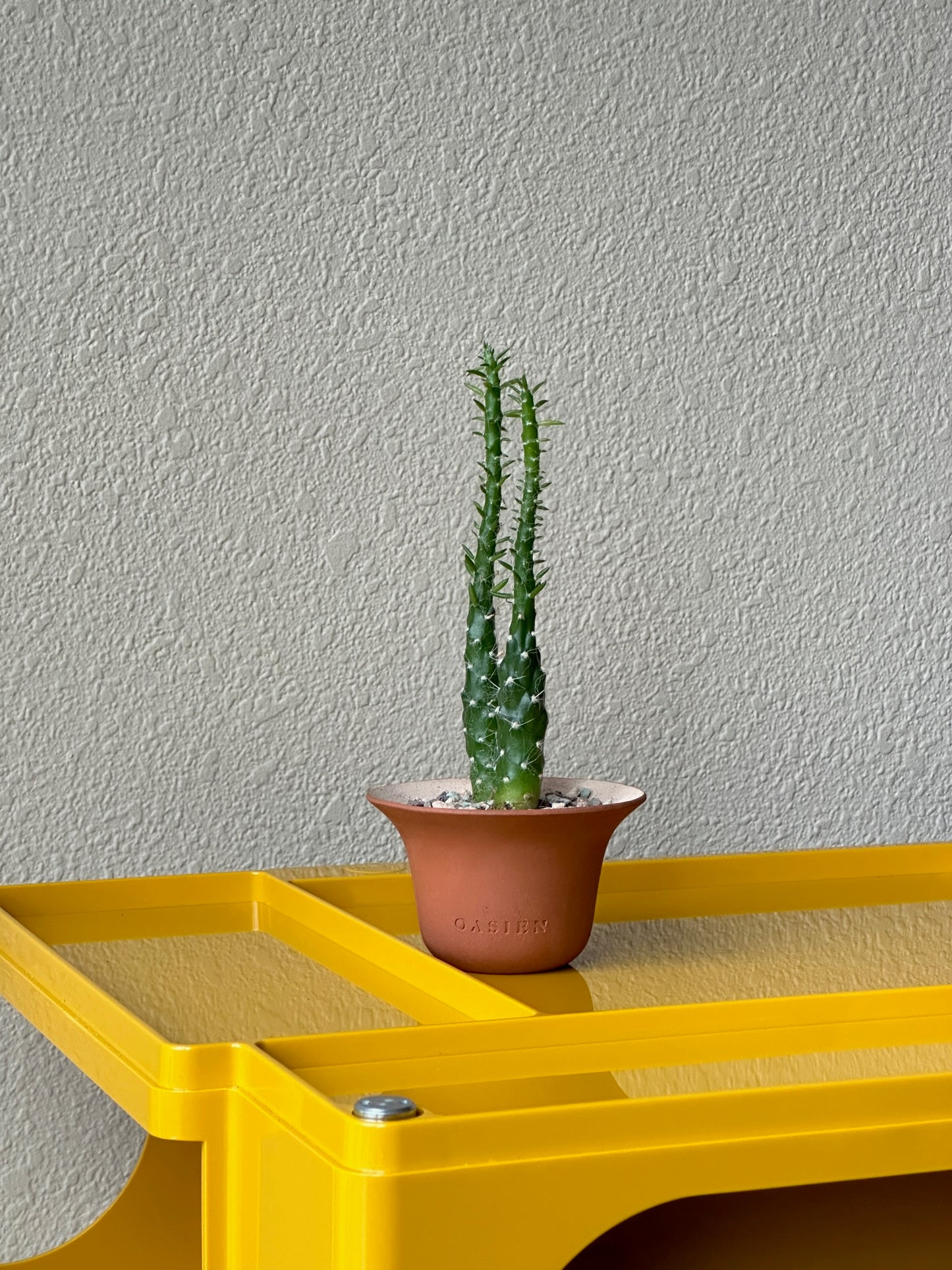 Succulent in Oasien mini pot