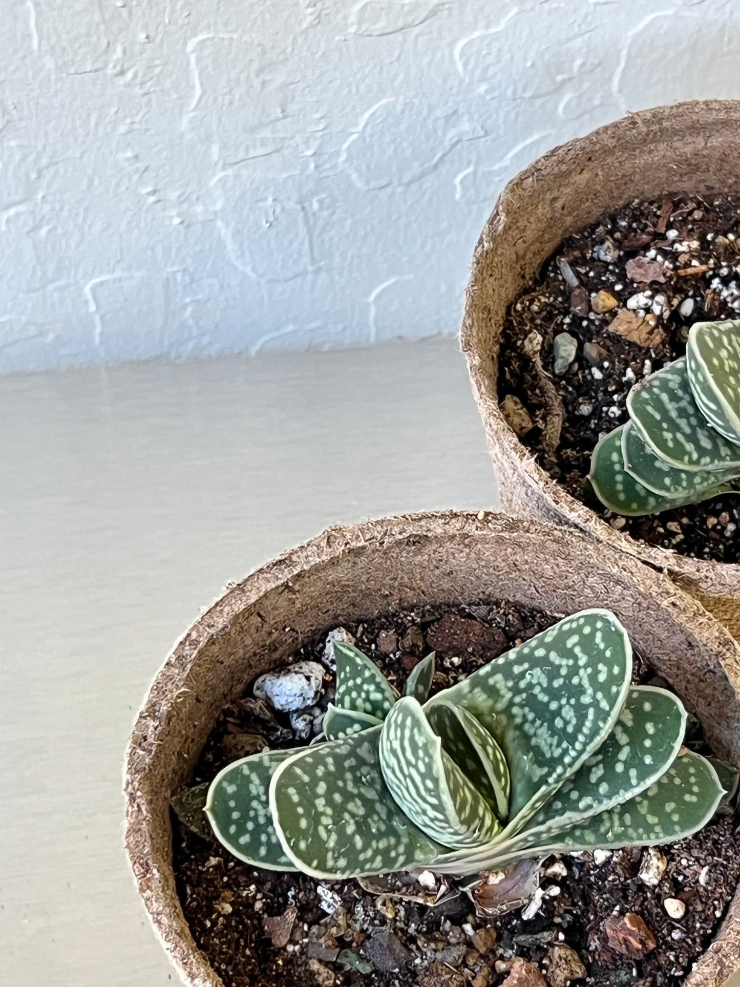 Gasteria bicolor var. liliputana