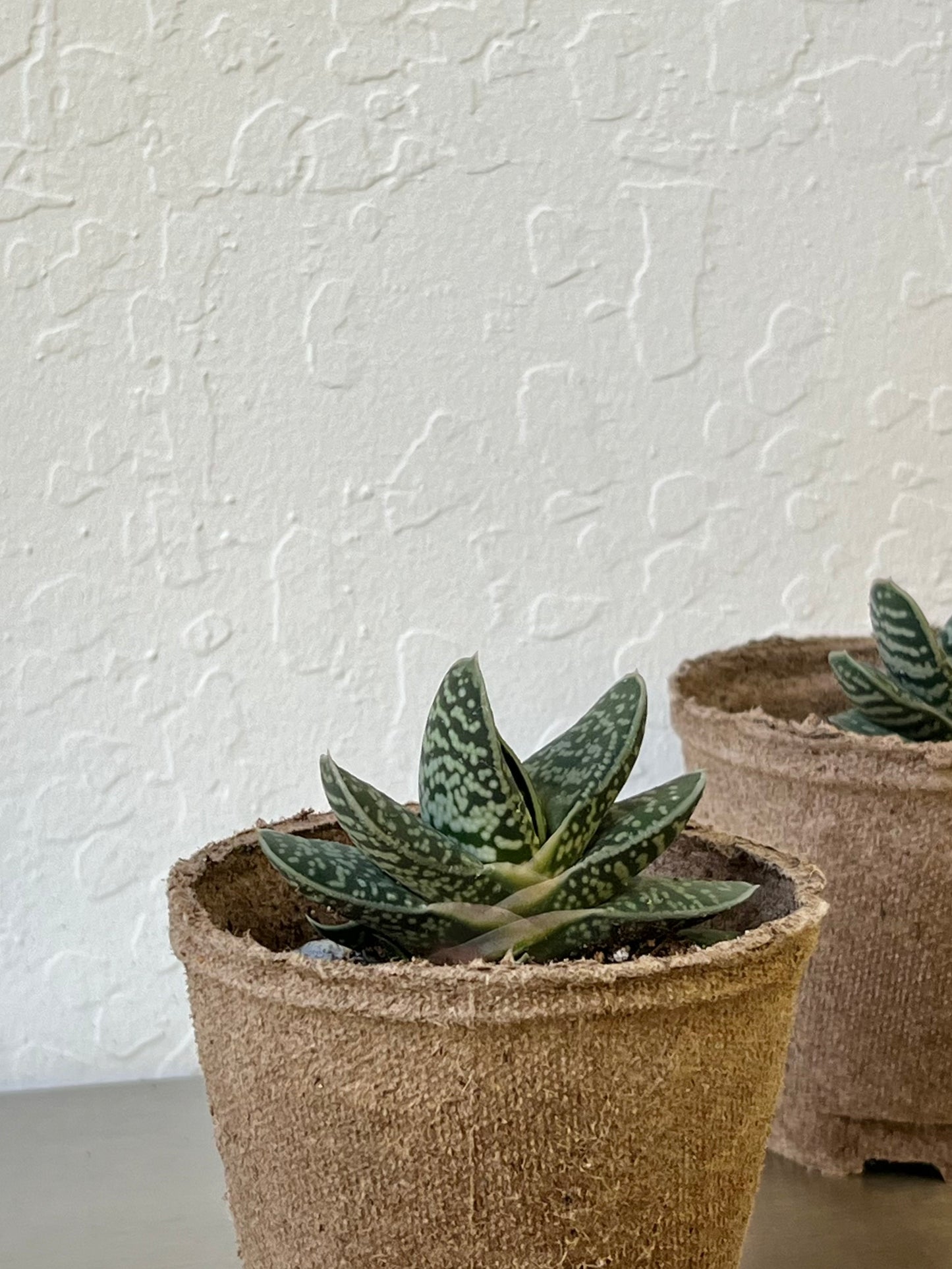 Gasteria bicolor var. liliputana