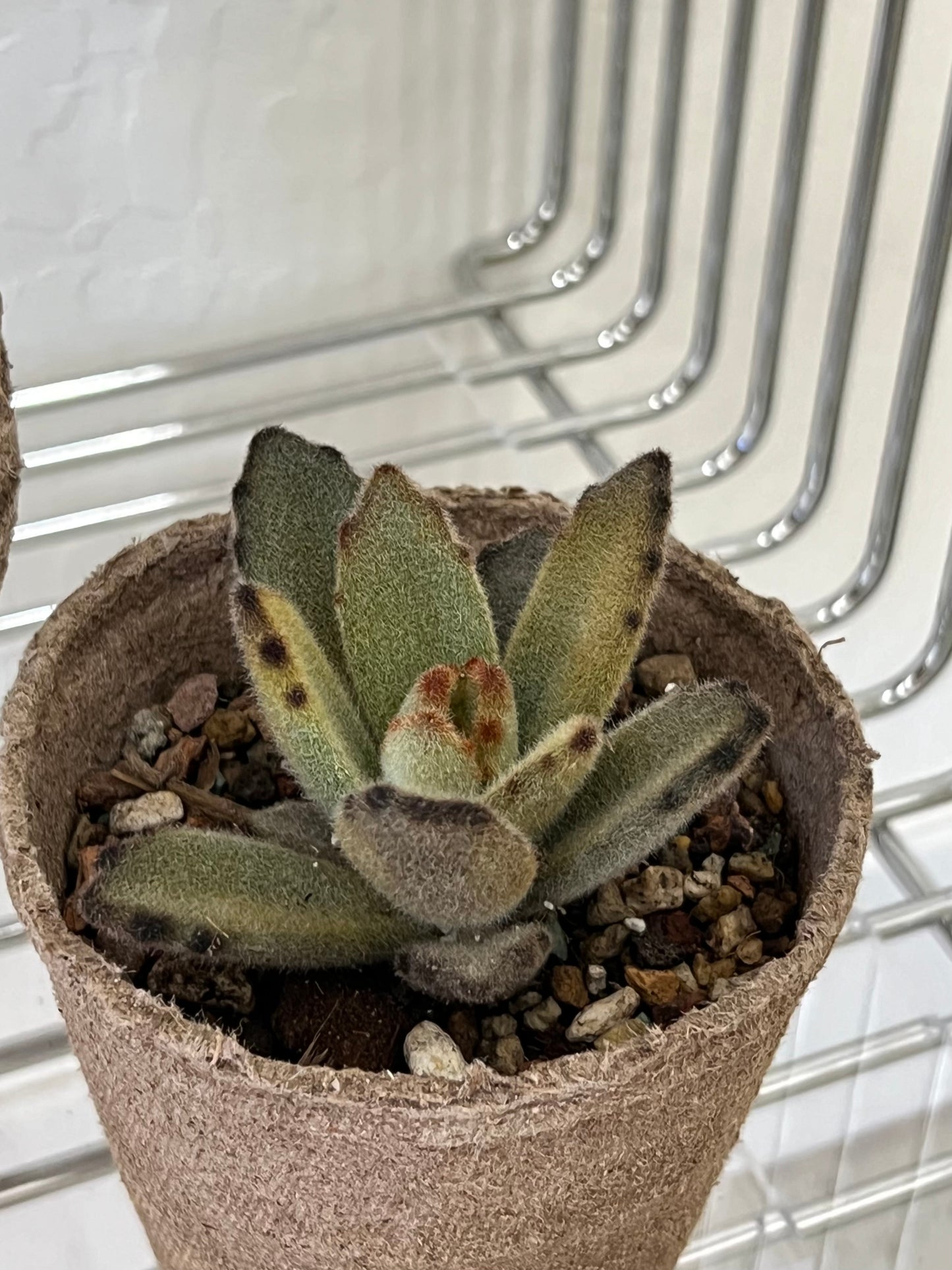 Kalanchoe Tomentosa ‘ Teddy Bear’