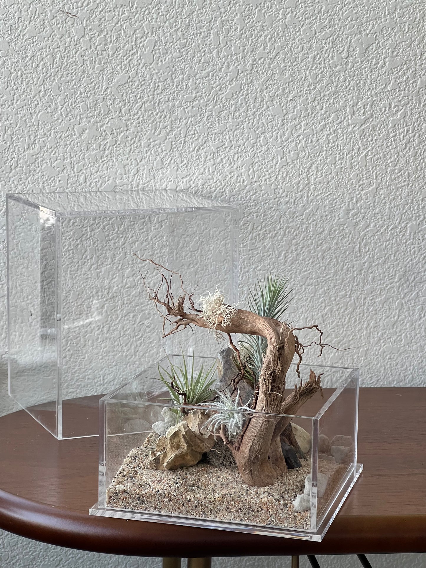 Enclosure Airplants Terrarium - Acrylic box & low maintain