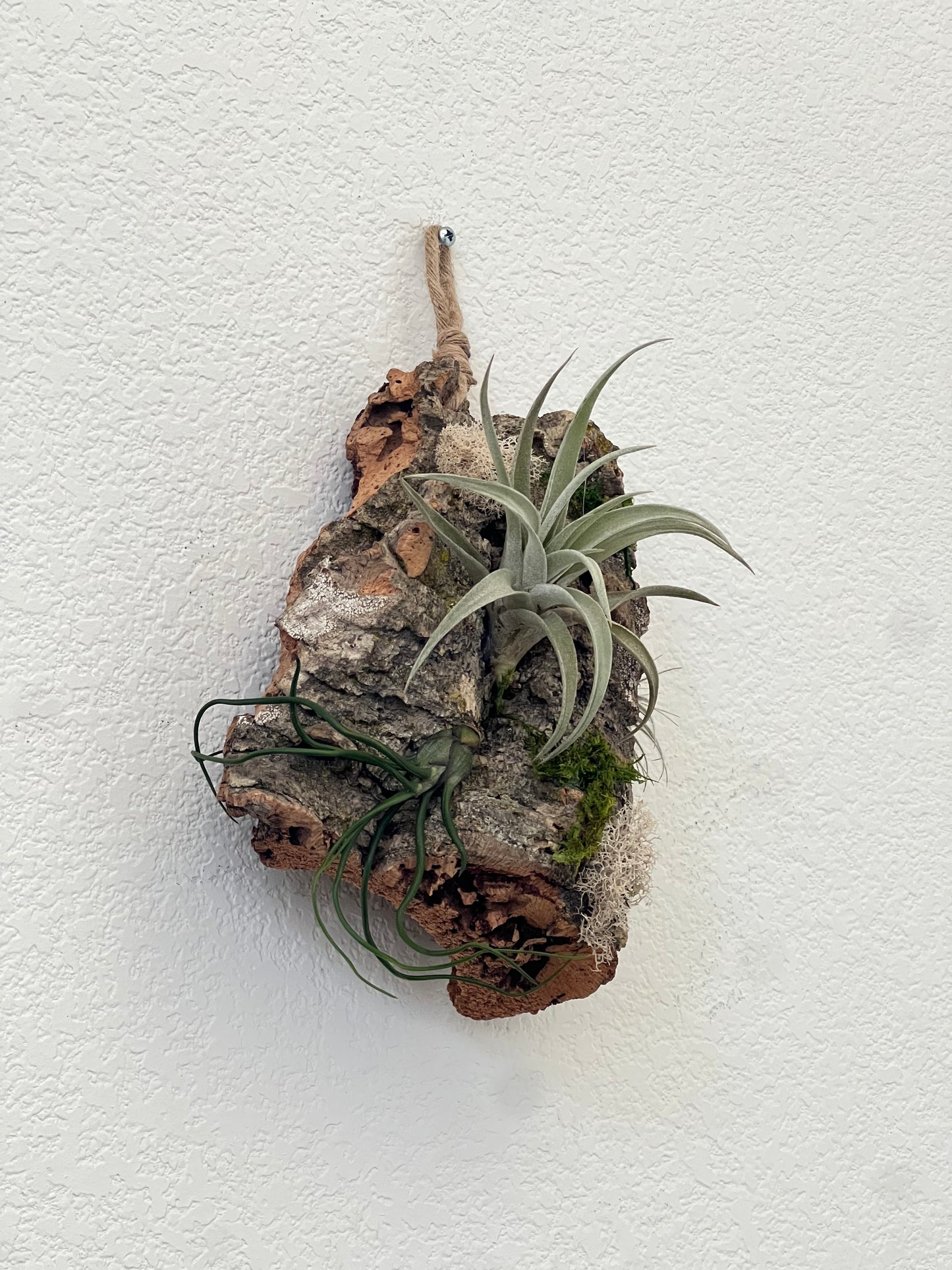 Air plants board - low maintain