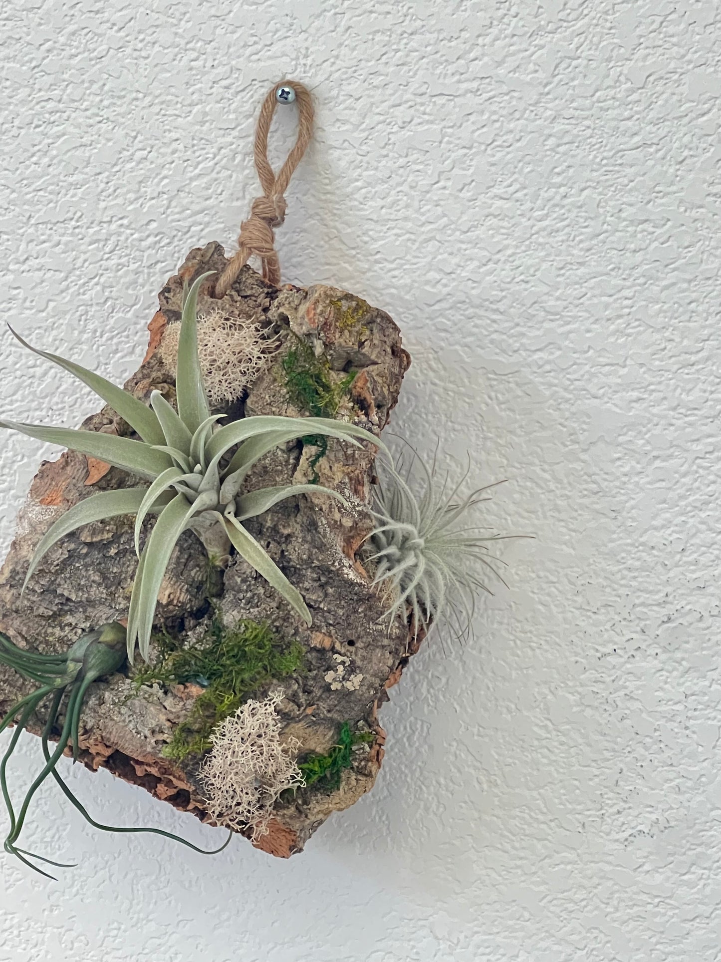 Air plants board - low maintain