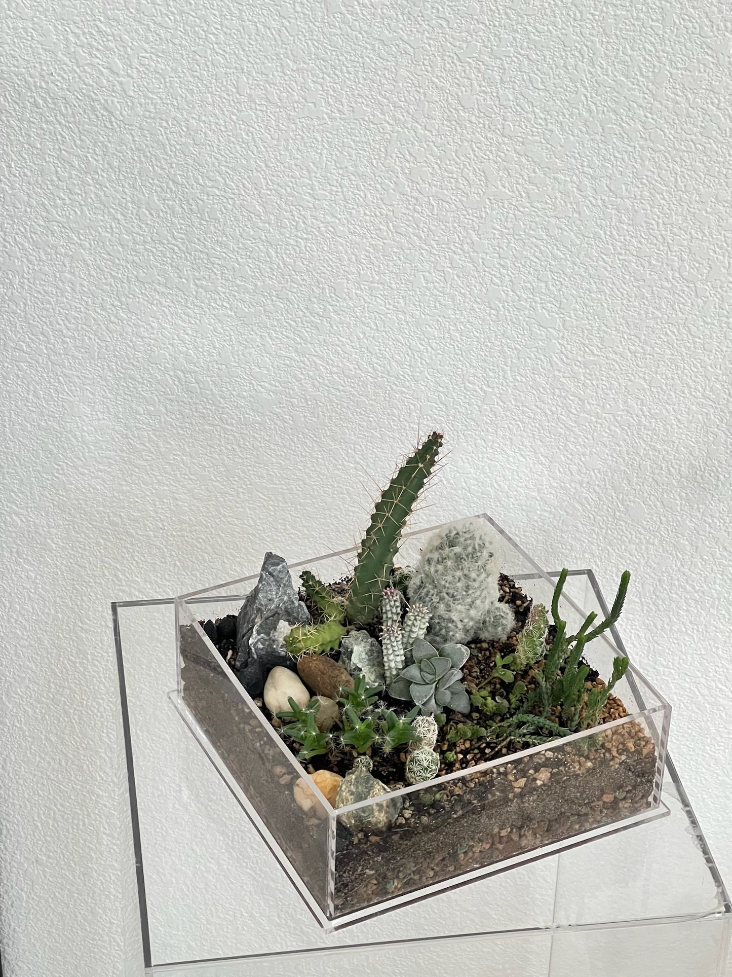 Desert Enclosure Cactus Terrarium - Acrylic box & low maintain