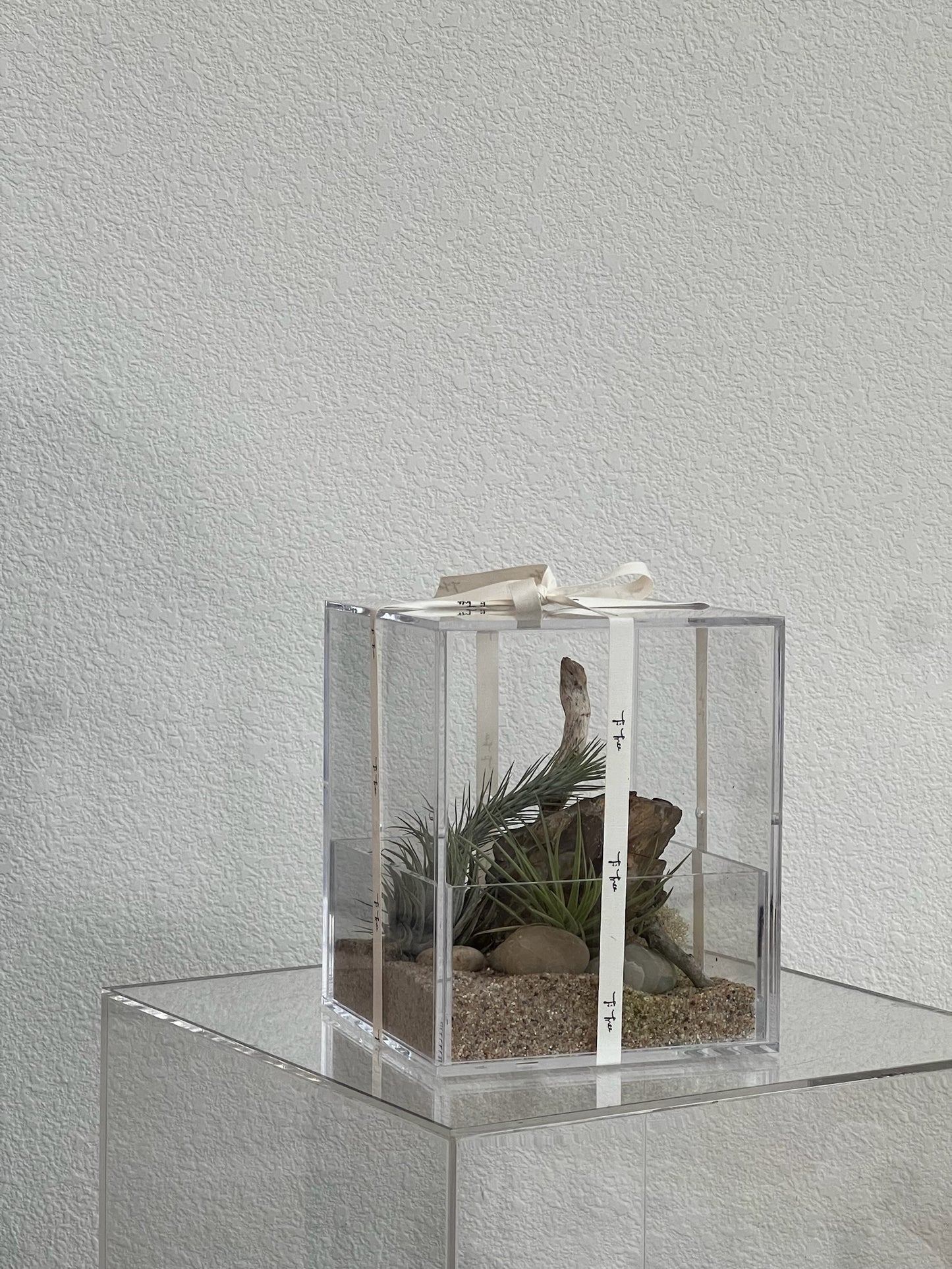 Enclosure Airplants Terrarium - Acrylic box & low maintain