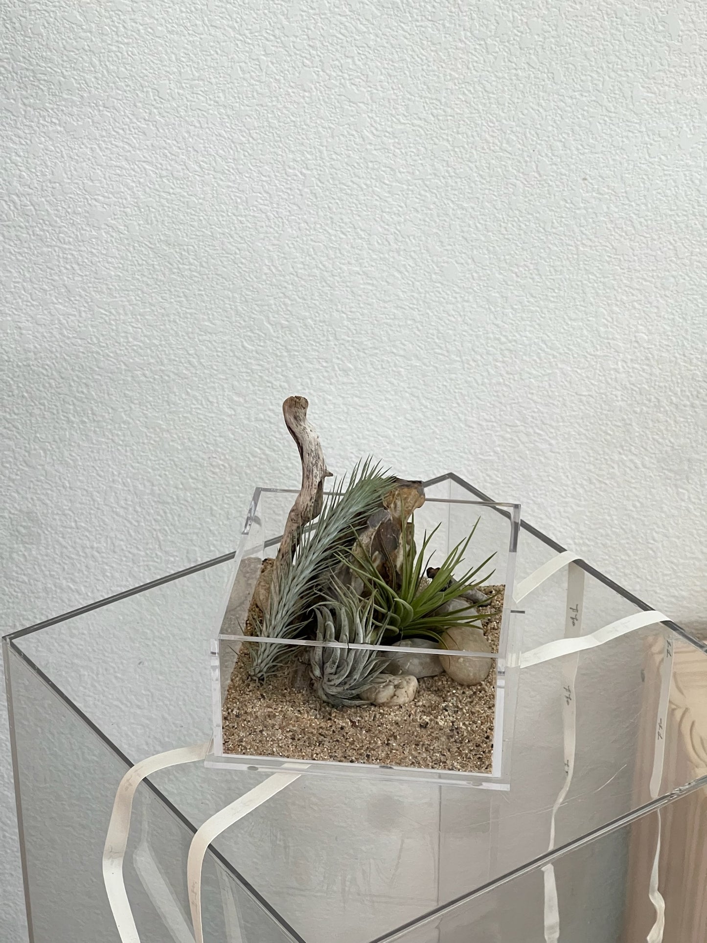 Enclosure Airplants Terrarium - Acrylic box & low maintain