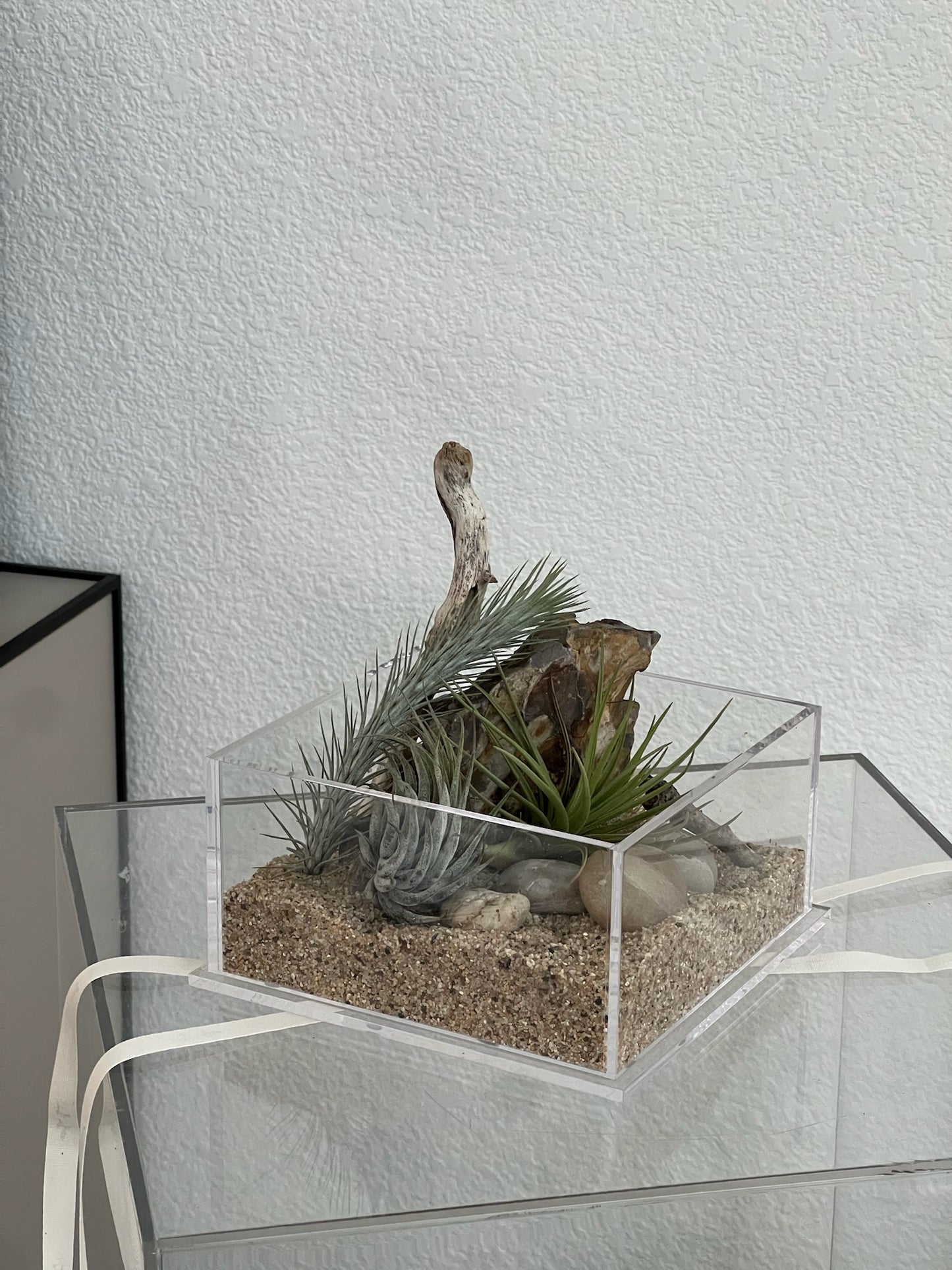 Enclosure Airplants Terrarium - Acrylic box & low maintain