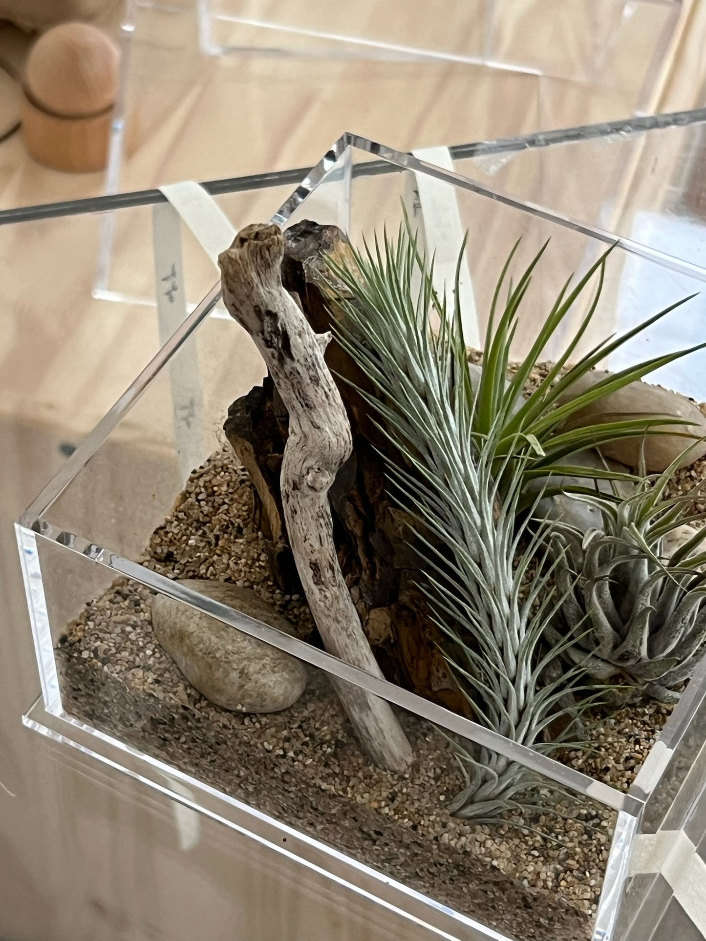 Enclosure Airplants Terrarium - Acrylic box & low maintain