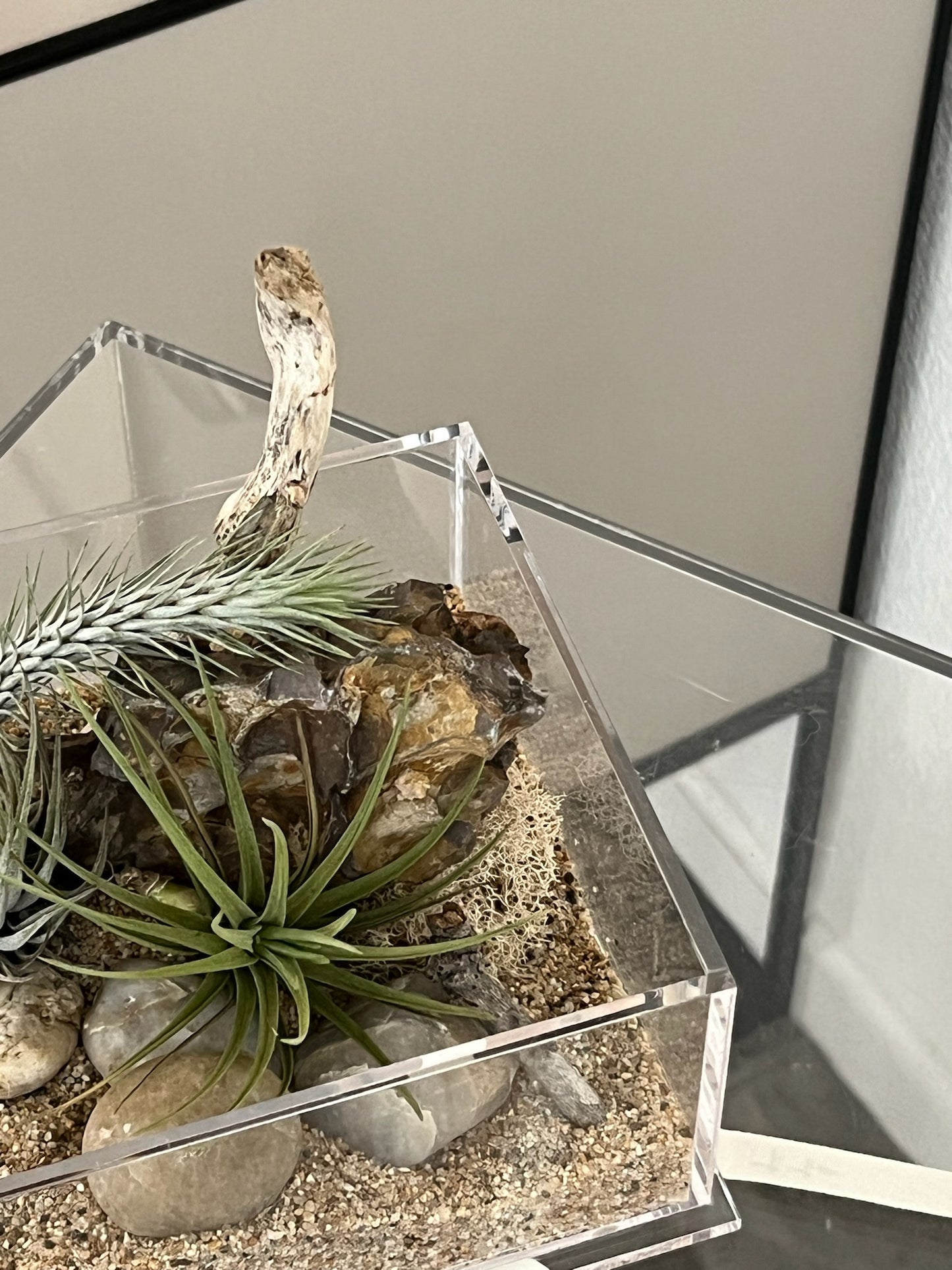 Enclosure Airplants Terrarium - Acrylic box & low maintain