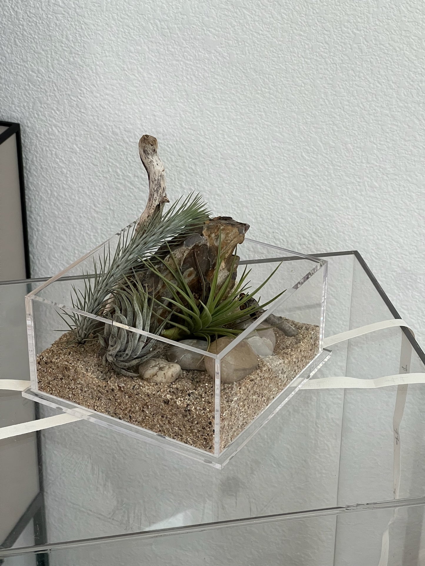 Enclosure Airplants Terrarium - Acrylic box & low maintain