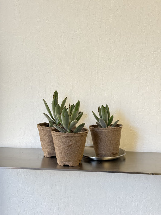 Kalanchoe Tomentosa ‘Chocolate Soldier’