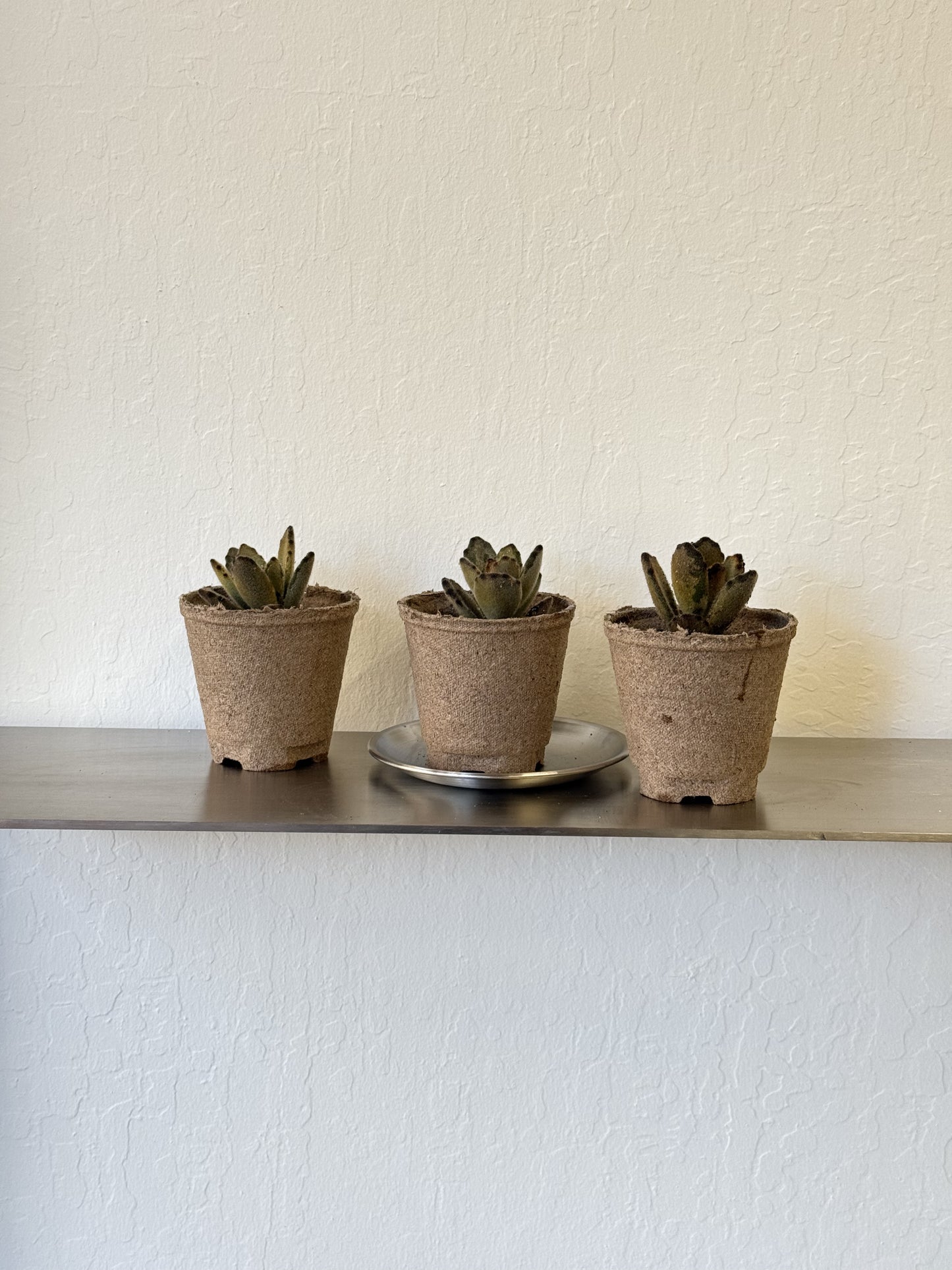 Kalanchoe Tomentosa ‘ Teddy Bear’