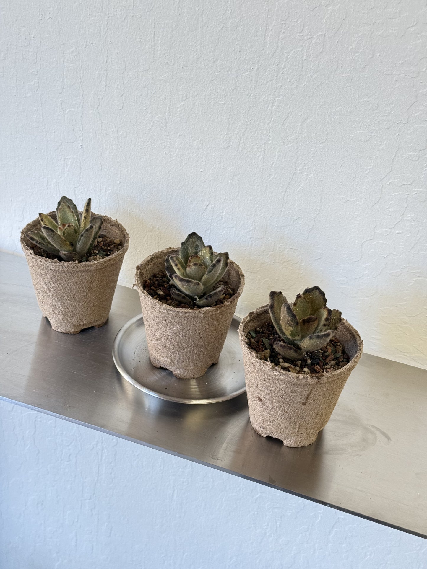 Kalanchoe Tomentosa ‘ Teddy Bear’