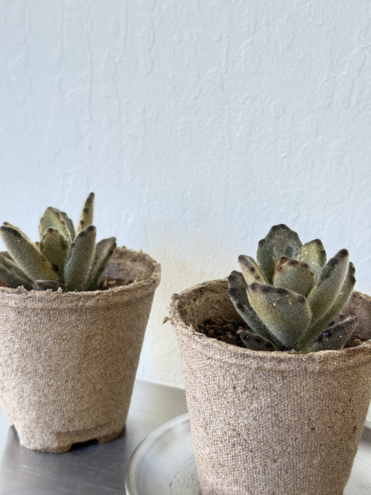 Kalanchoe Tomentosa ‘ Teddy Bear’