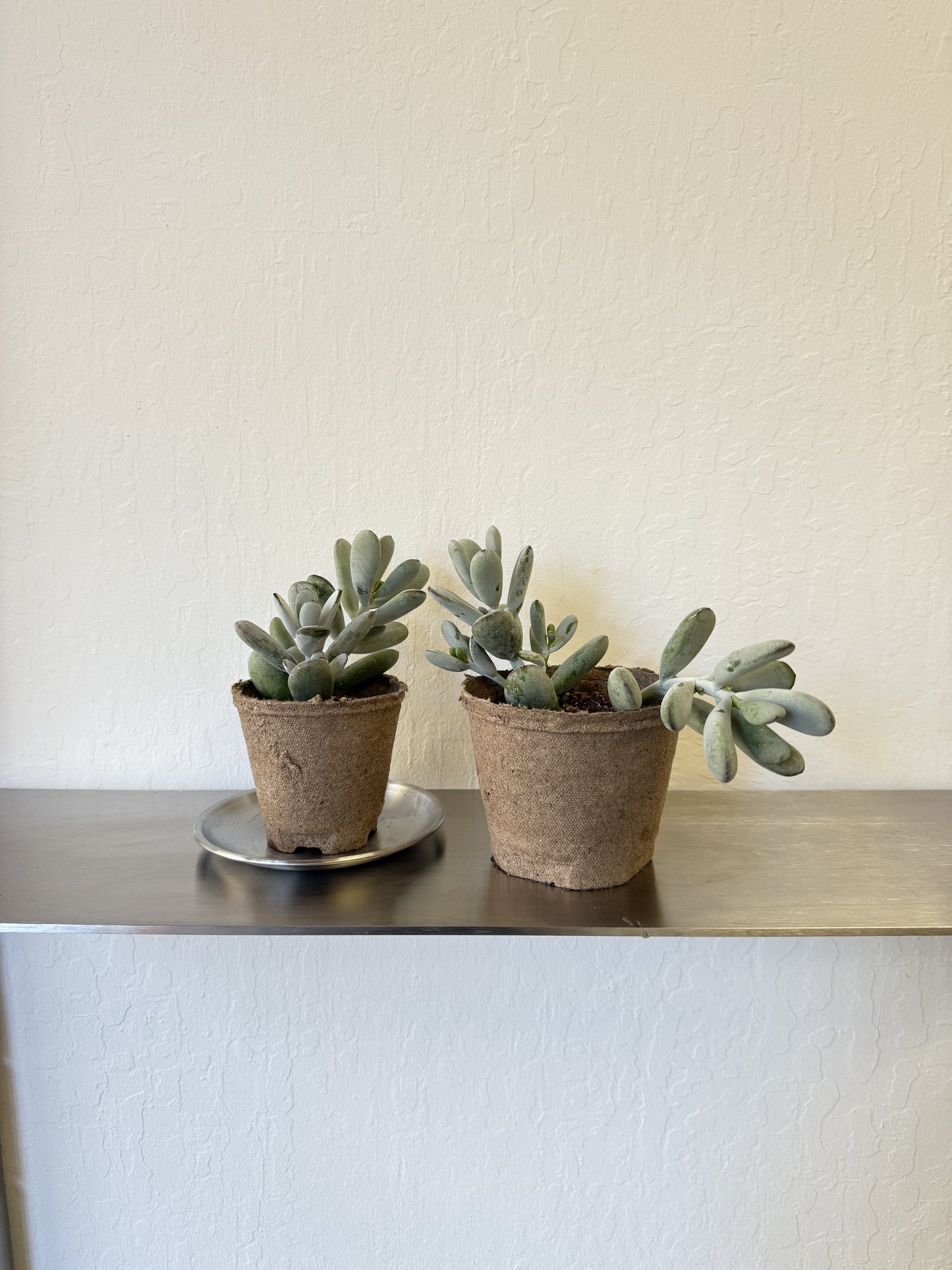 Pachyphytum Oviferum ‘Moonstone’