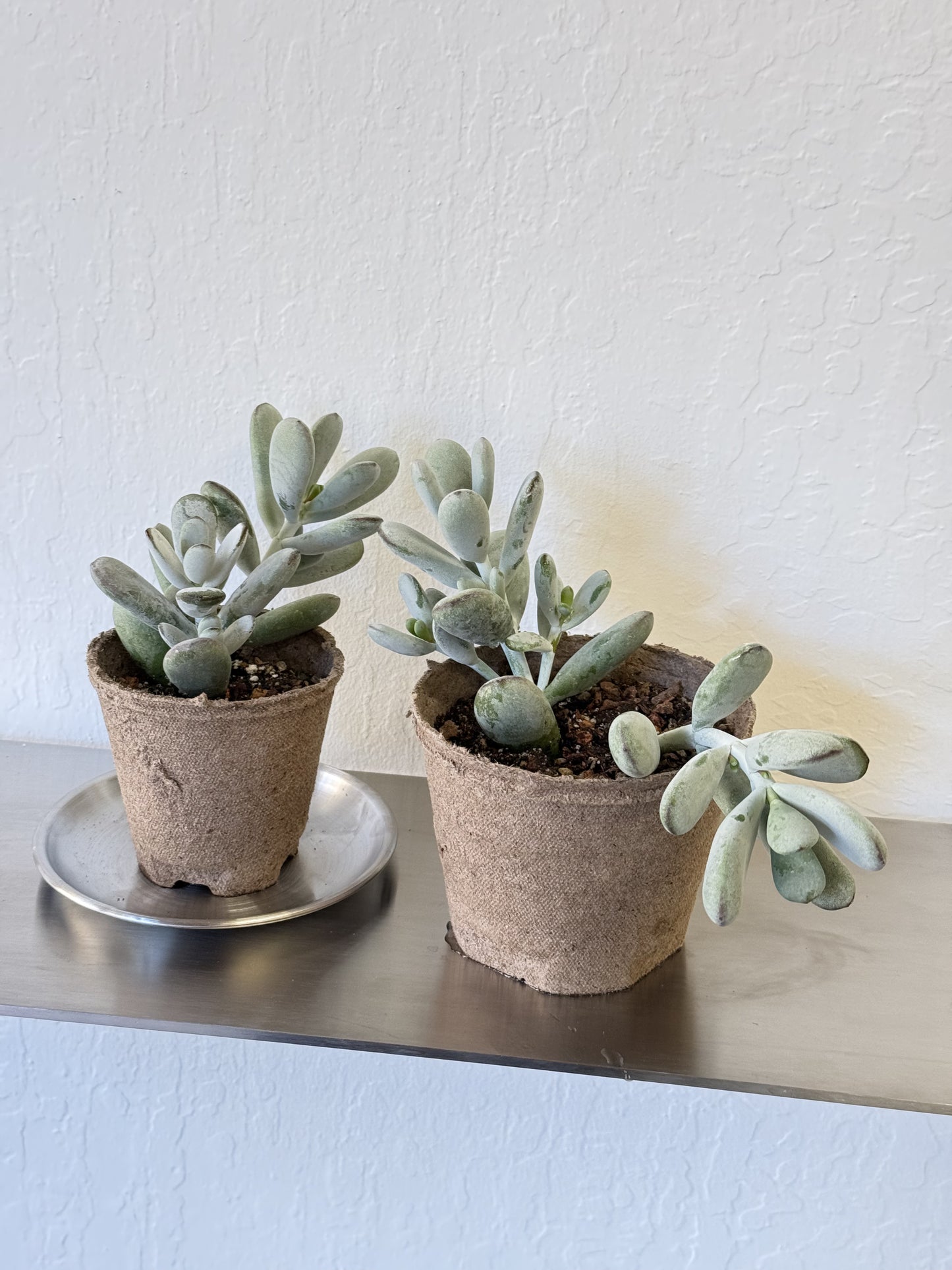 Pachyphytum Oviferum ‘Moonstone’