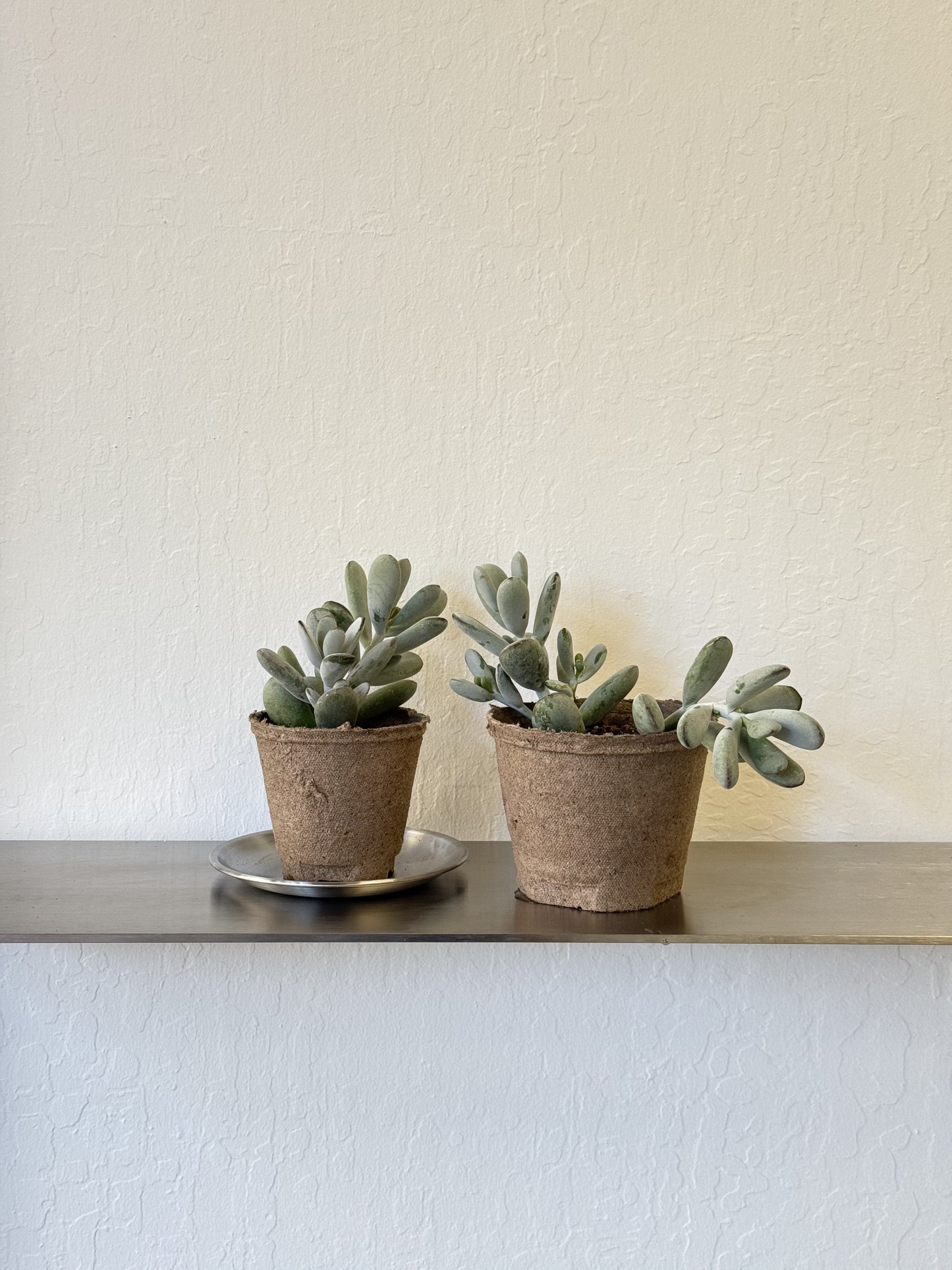 Pachyphytum Oviferum ‘Moonstone’