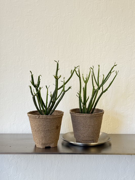 Euphorbia Tirucalli ‘Pencil Cactus’