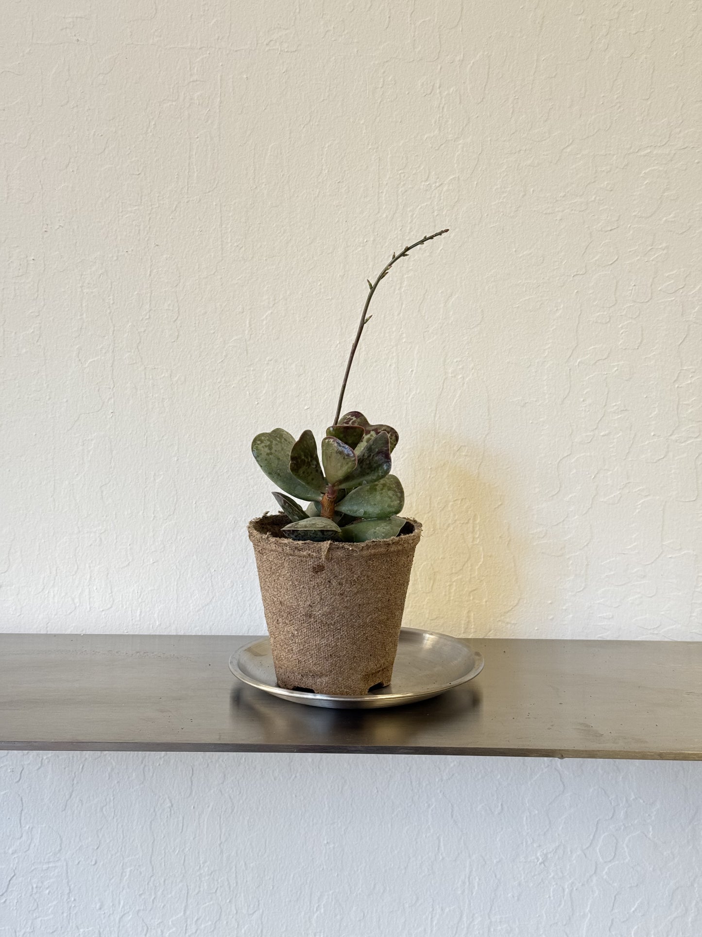 Adromischus Triflorus 'Calico Hearts'