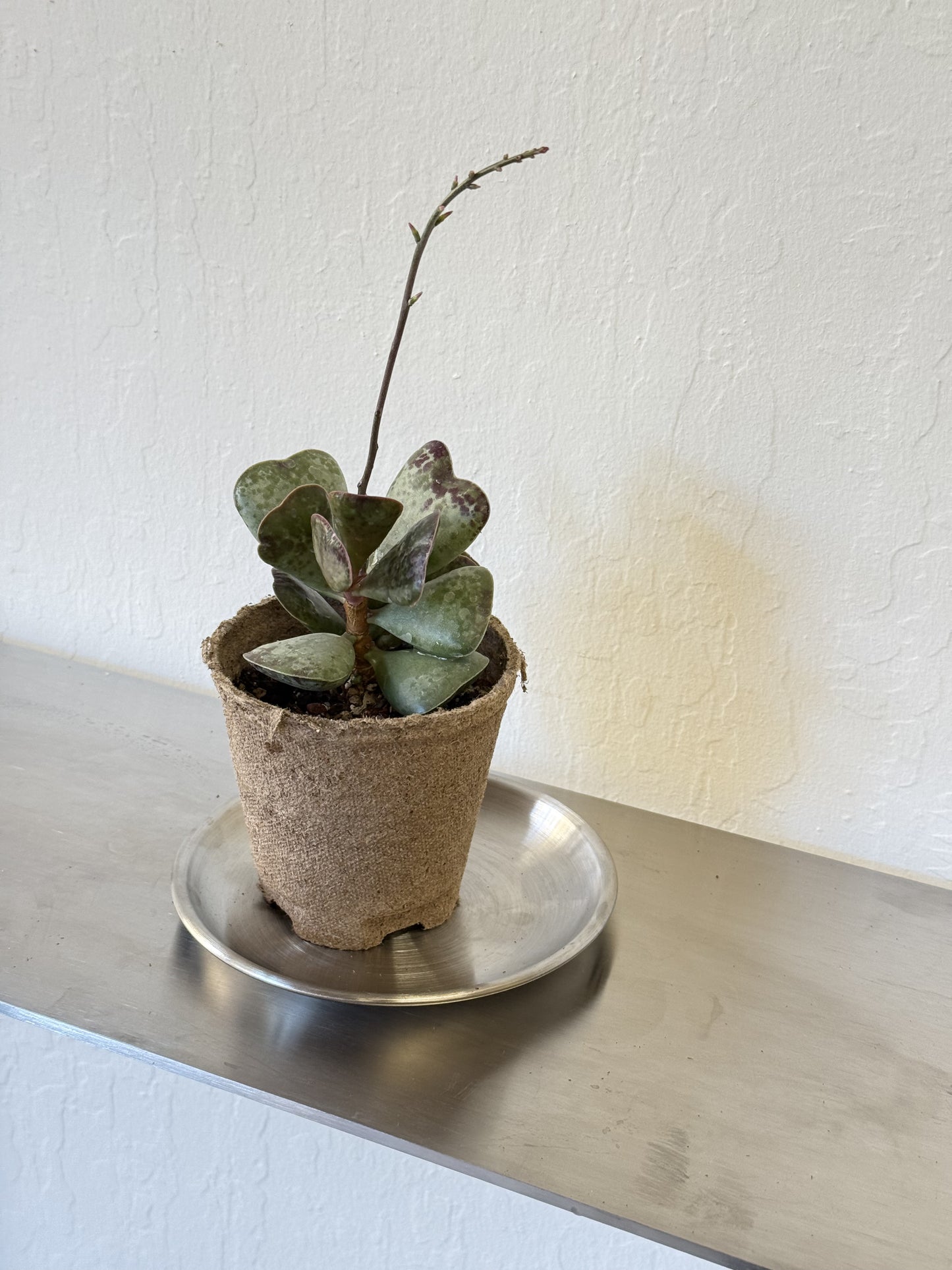 Adromischus Triflorus 'Calico Hearts'