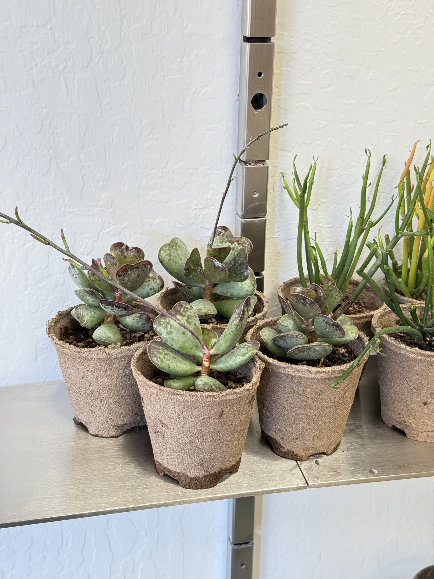 Adromischus Triflorus 'Calico Hearts'