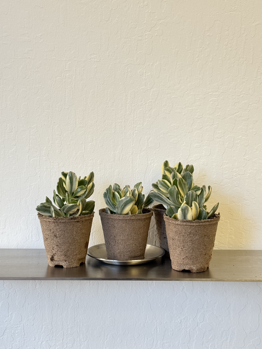 Crassula Jade Variegated