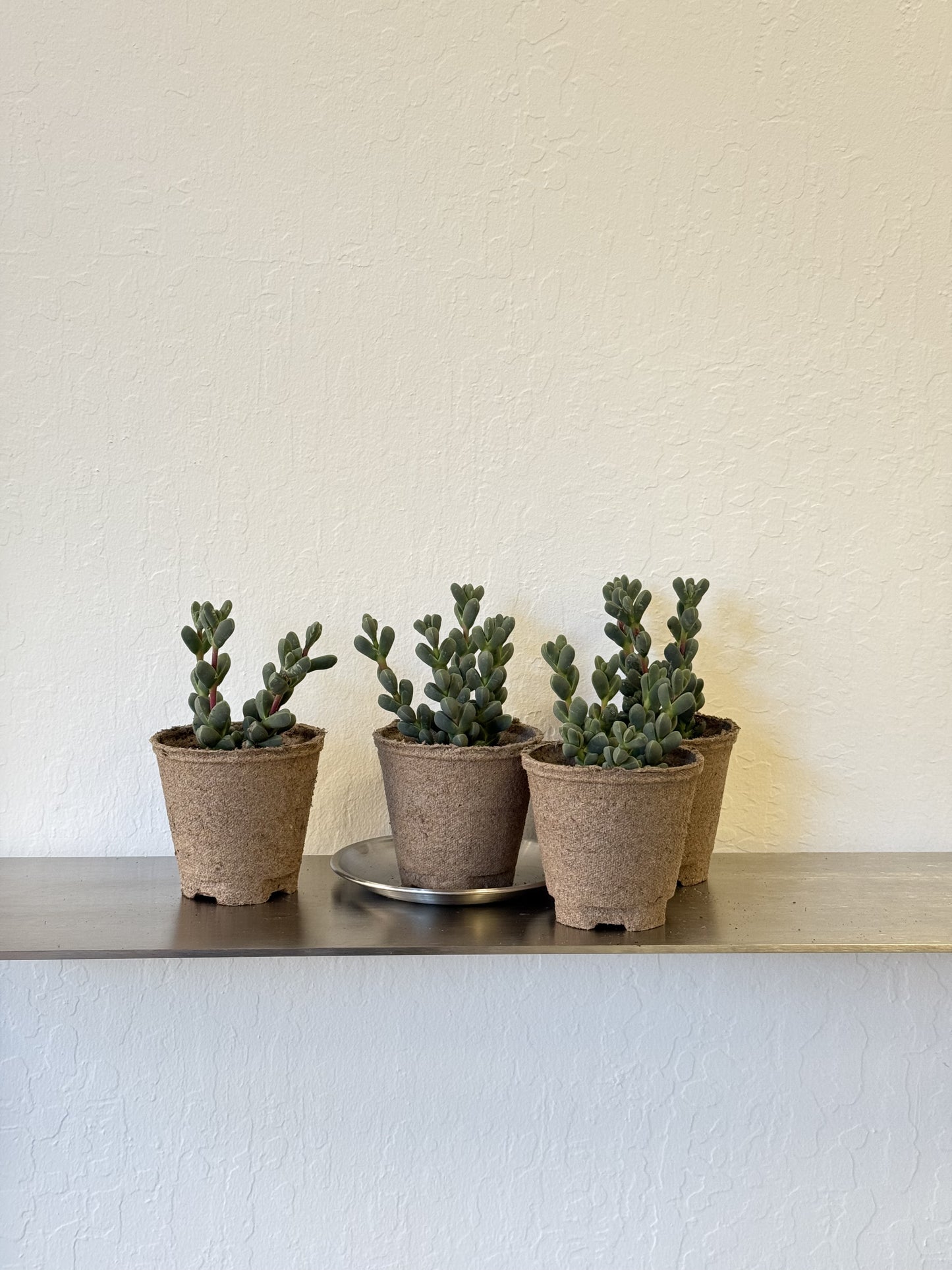 Delosperma lehmannii 'Ice Plant’