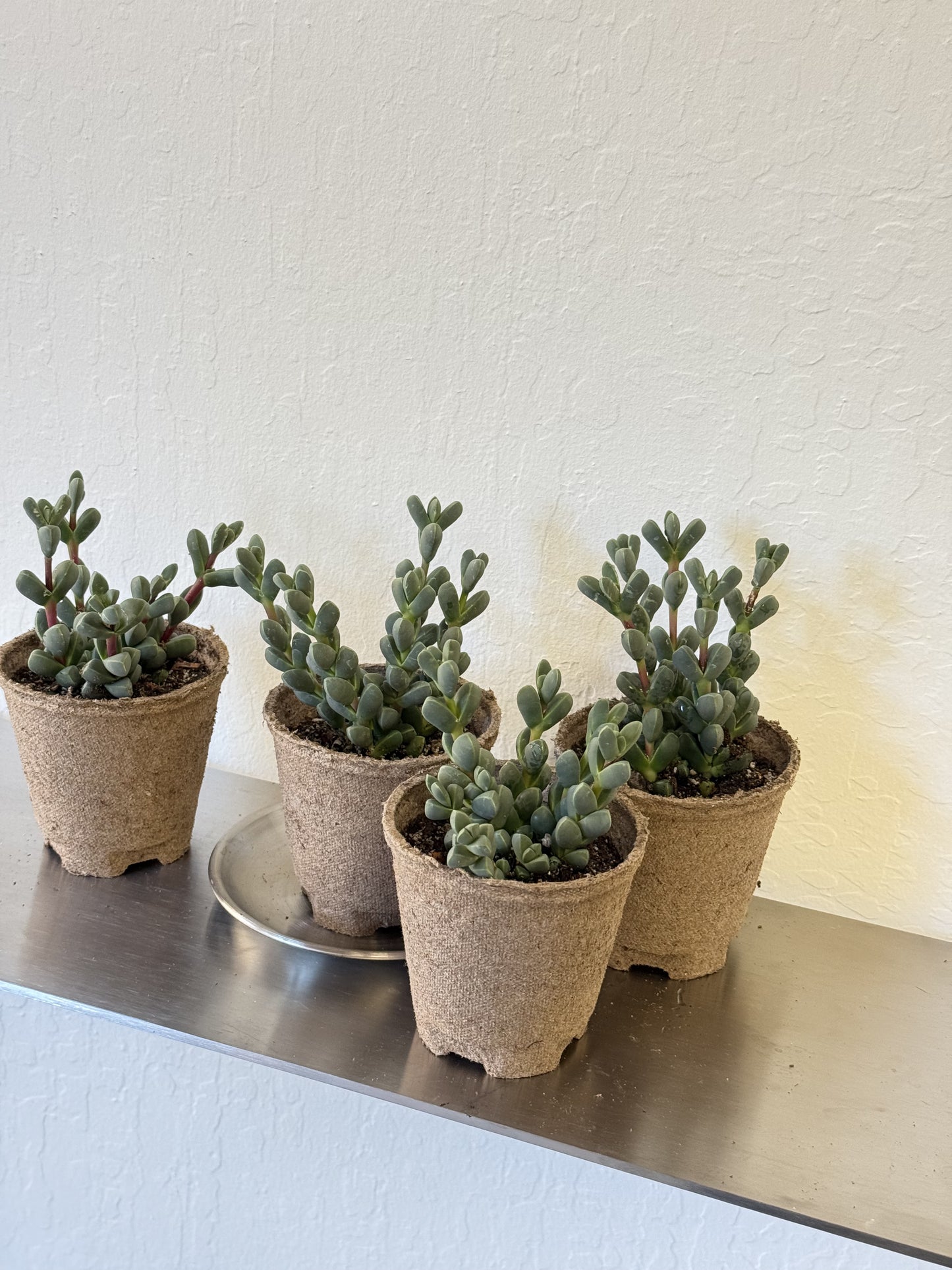 Delosperma lehmannii 'Ice Plant’