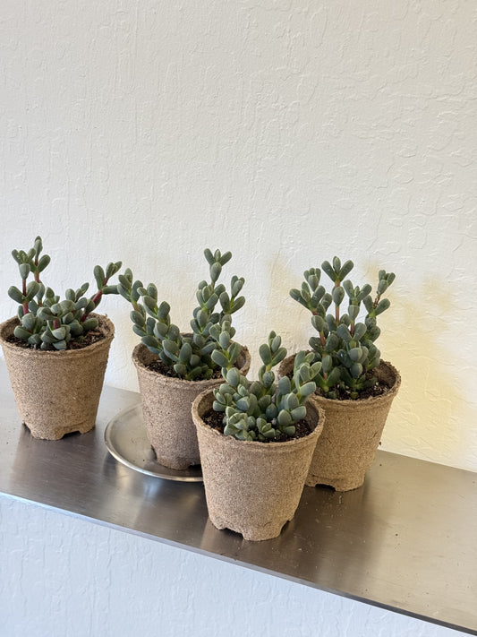 Delosperma lehmannii 'Ice Plant’