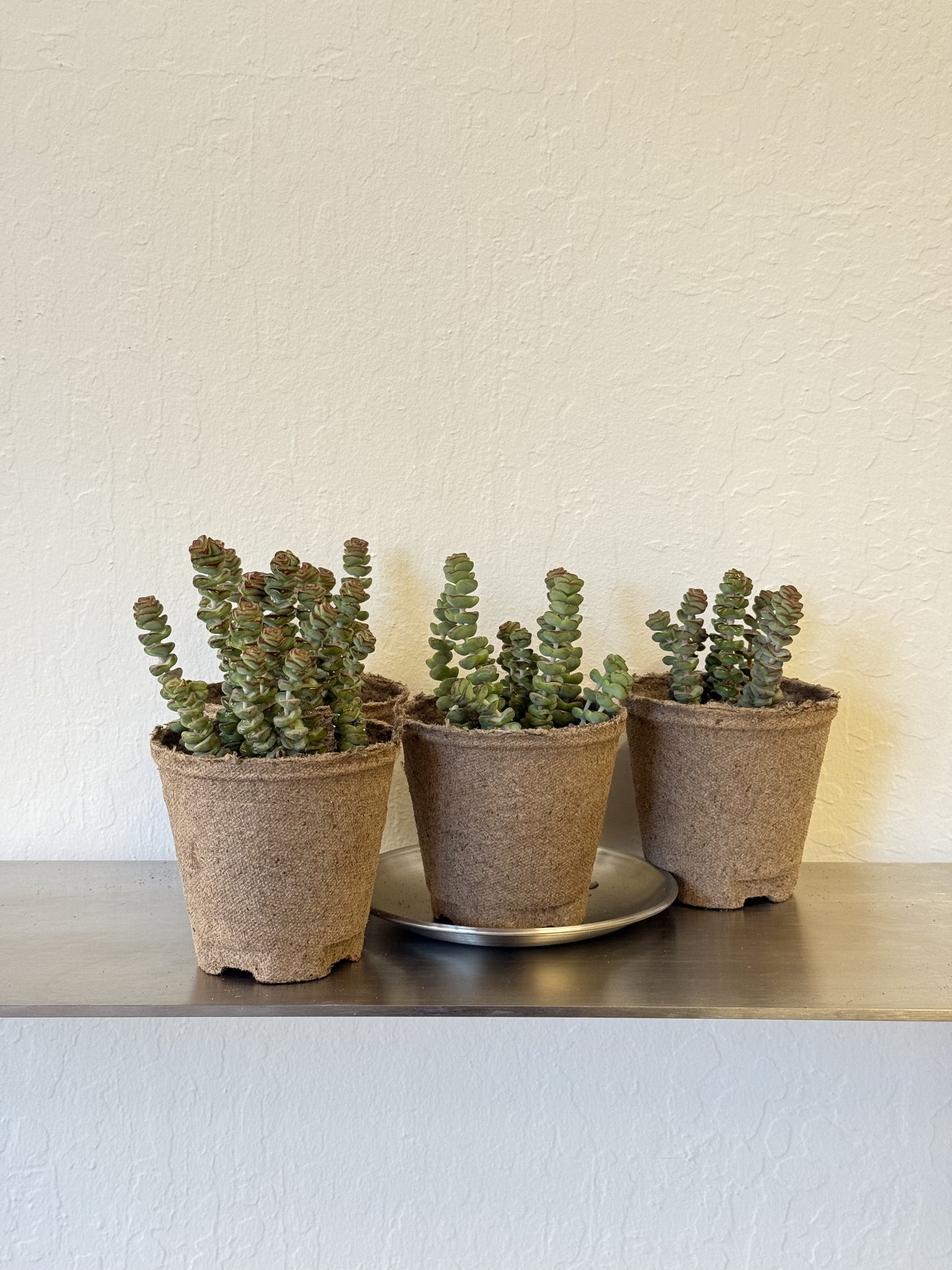 Crassula rupestris 'Baby Necklace'