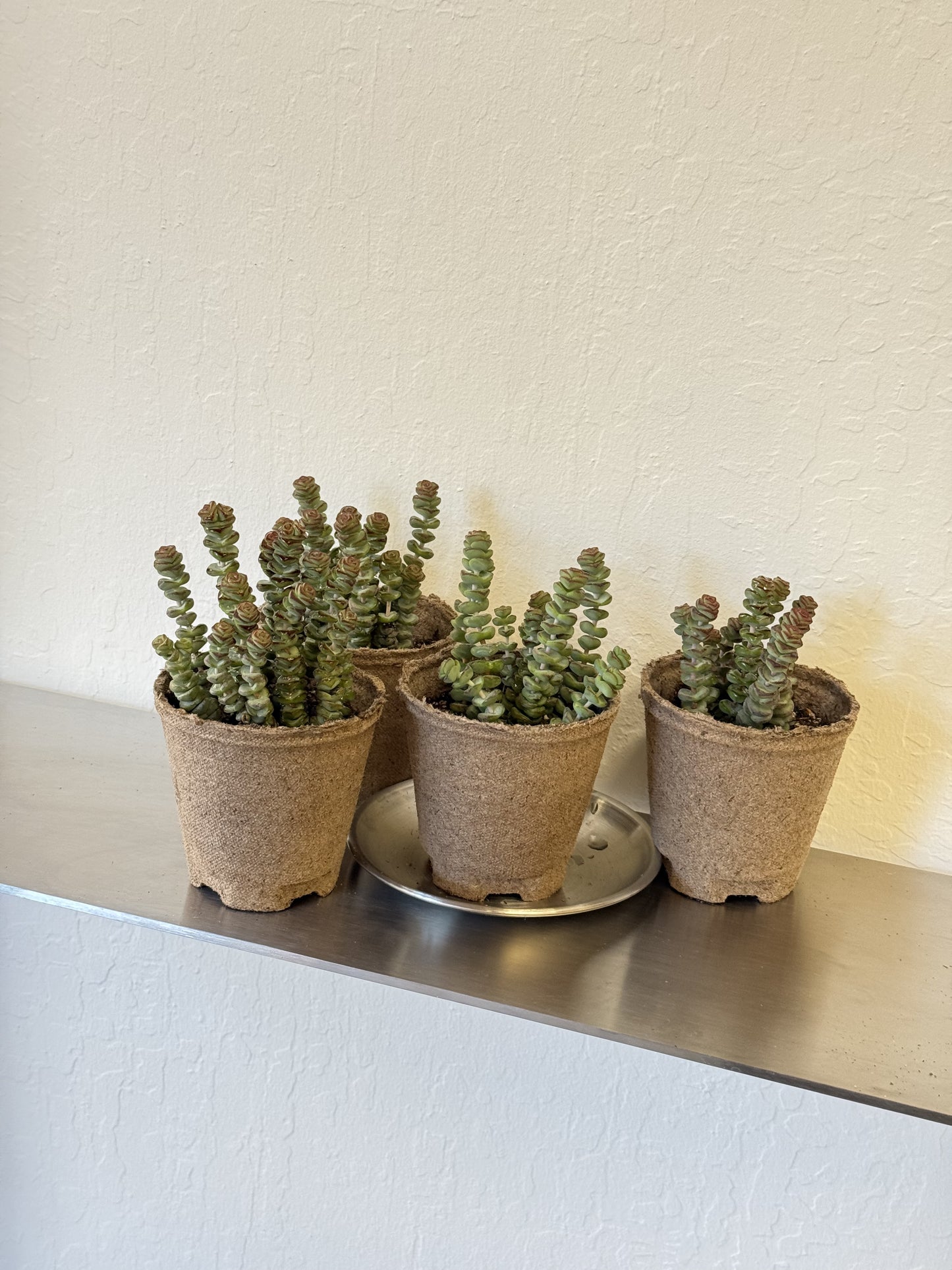 Crassula rupestris 'Baby Necklace'