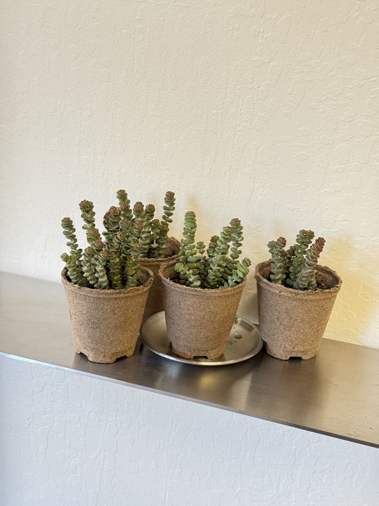 Crassula rupestris 'Baby Necklace'