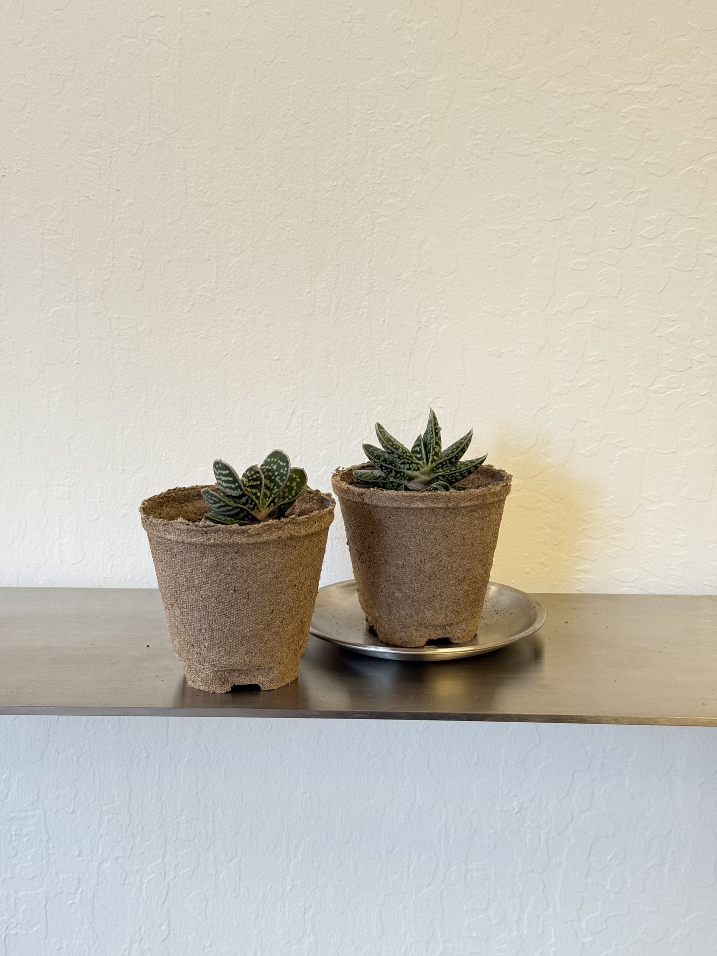 Gasteria bicolor var. liliputana