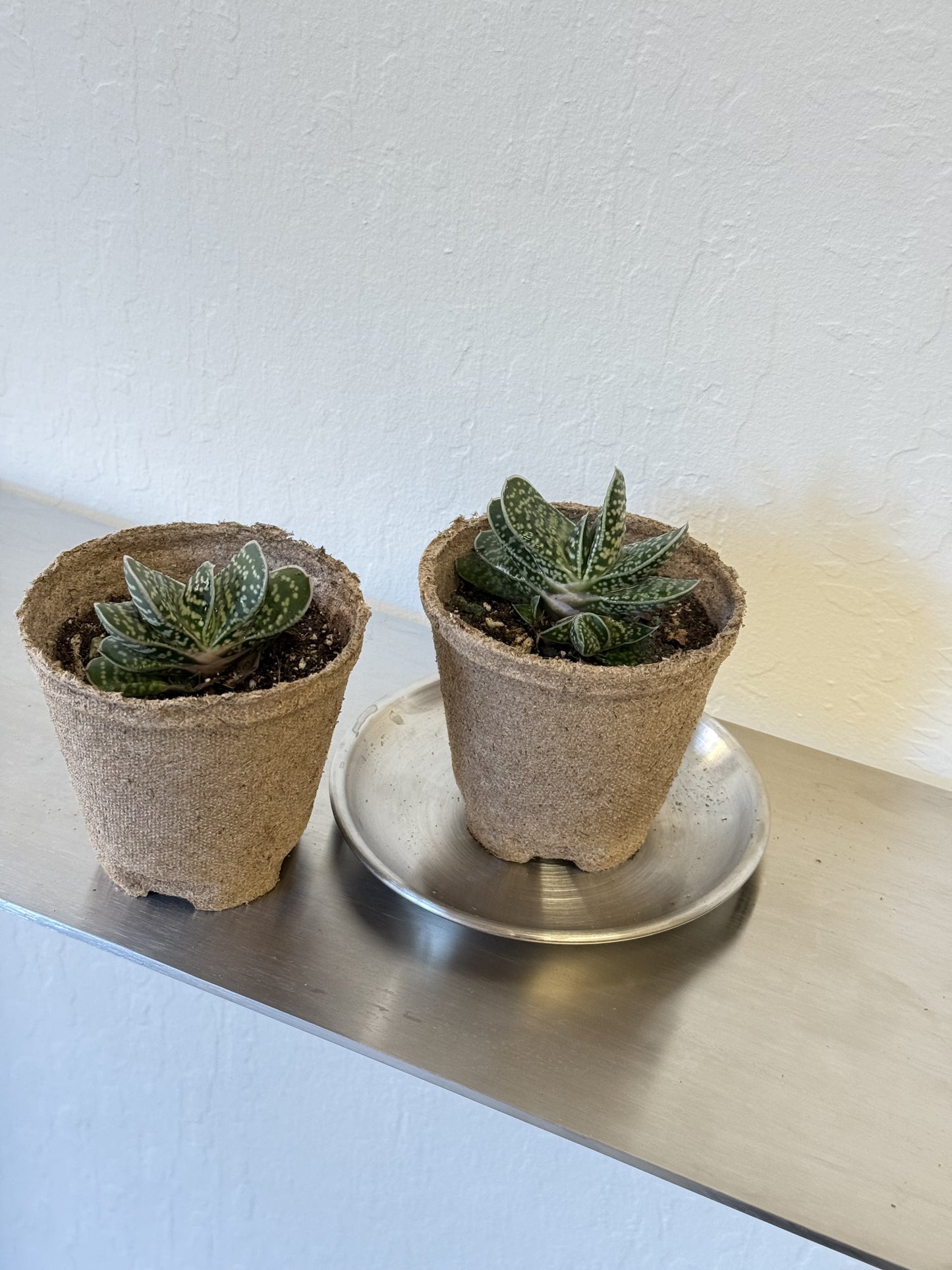 Gasteria bicolor var. liliputana