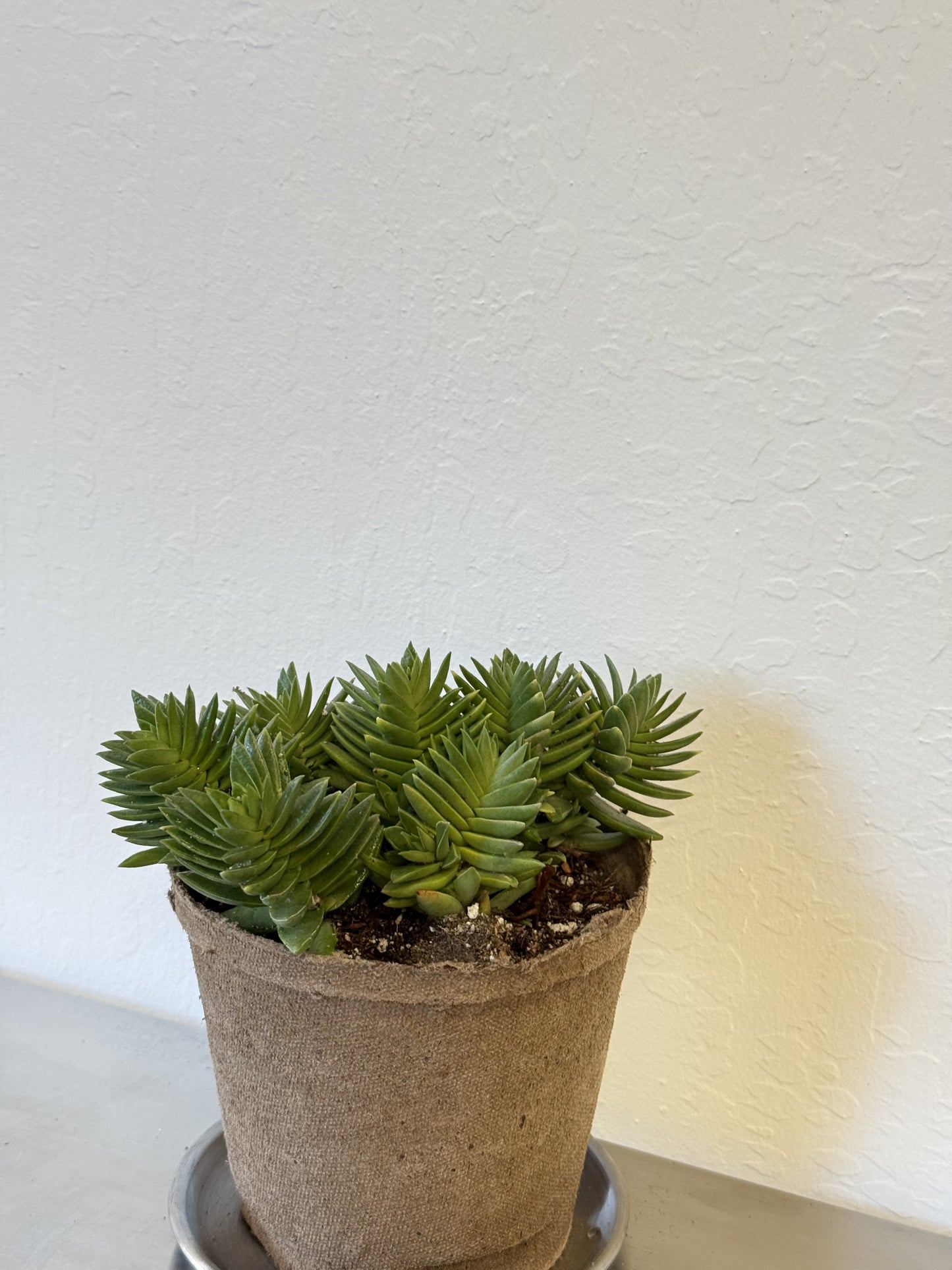 Crassula Corymbulosa ‘Shark's Tooth’