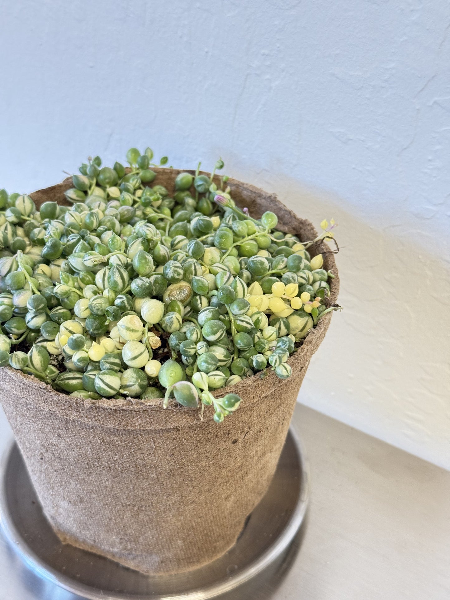 String of Pearls Variegated