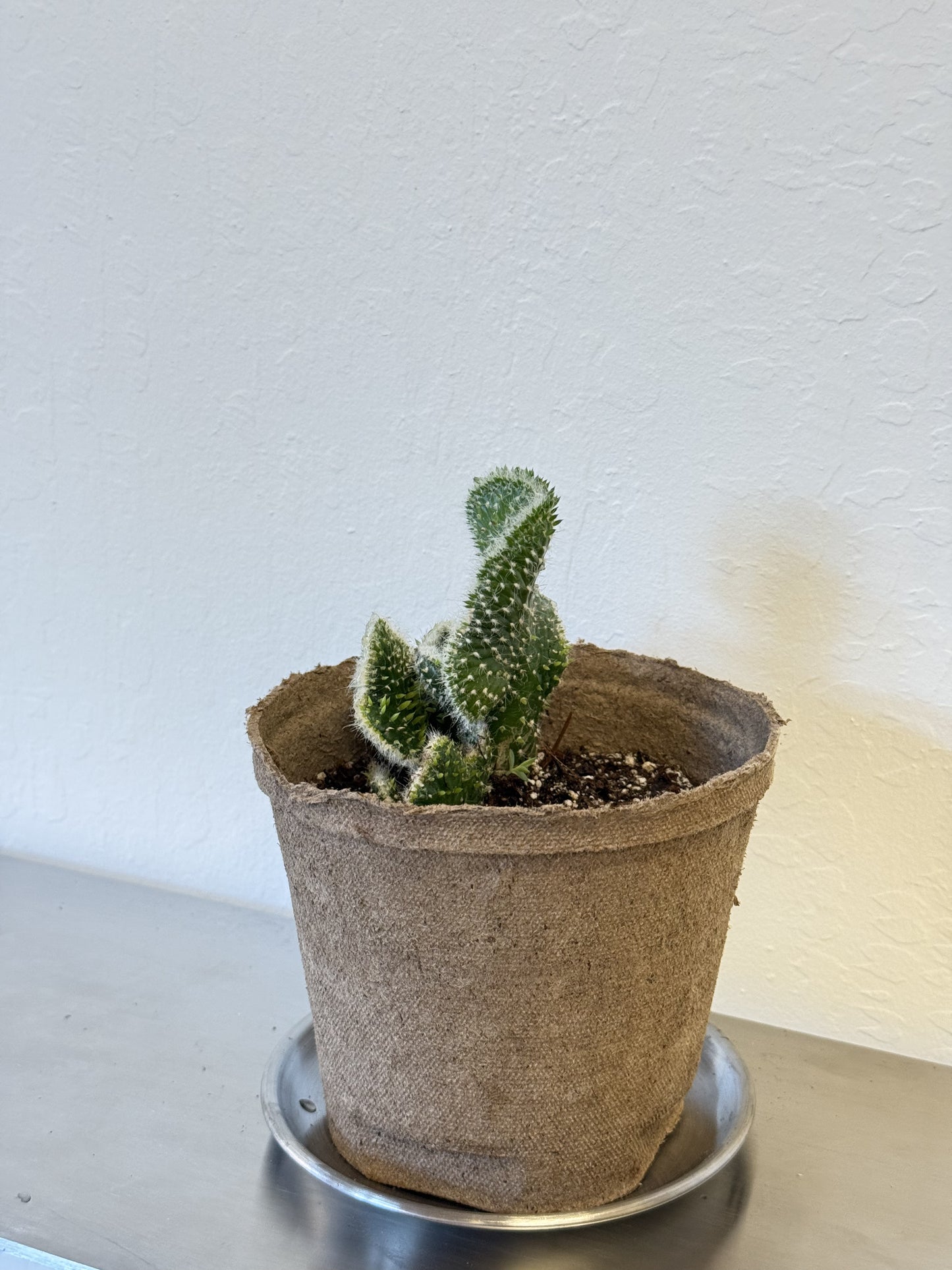 Opuntia Subulata Cristata ‘Snow Ridge’