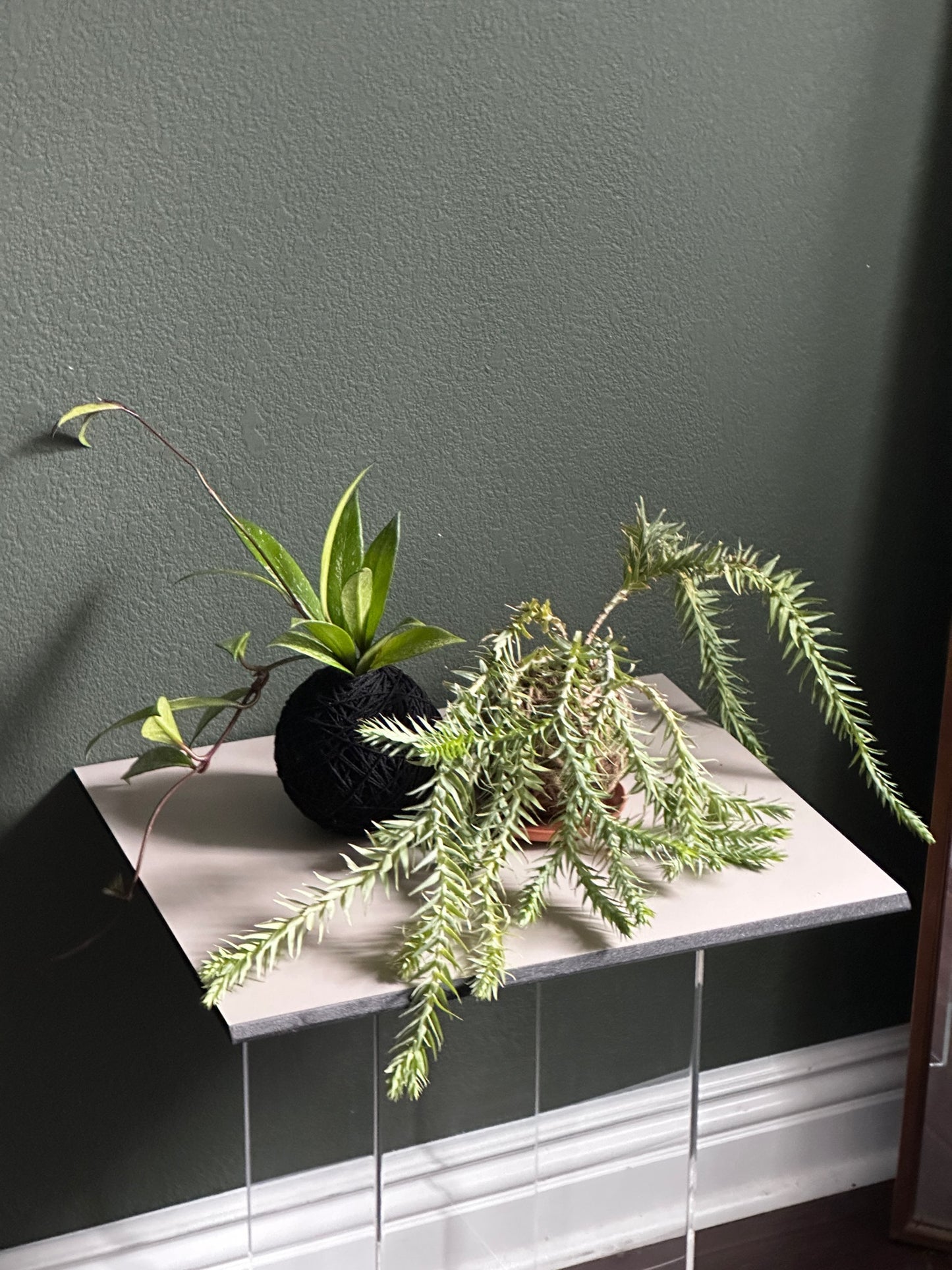 Hoya kokedama inspired