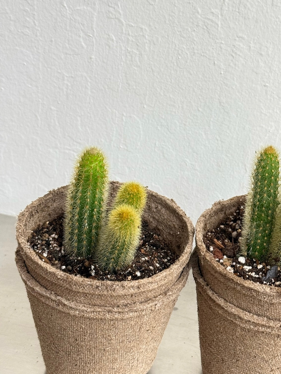 Cleistocactus Winteri ‘Golden Rat Tail’