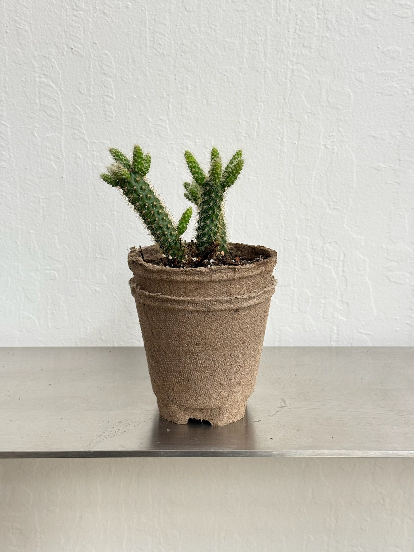 Cylindropuntia Imbricata ‘Cane Cholla’