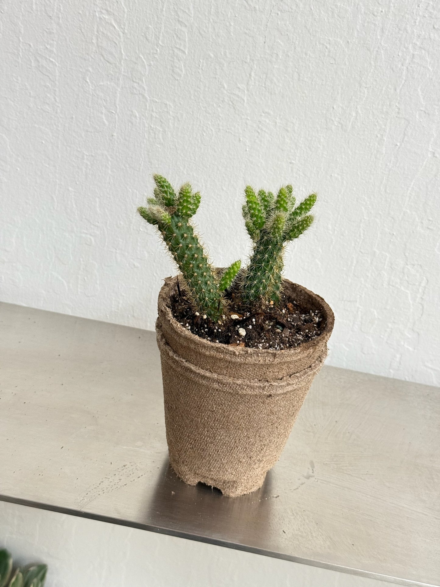 Cylindropuntia Imbricata ‘Cane Cholla’