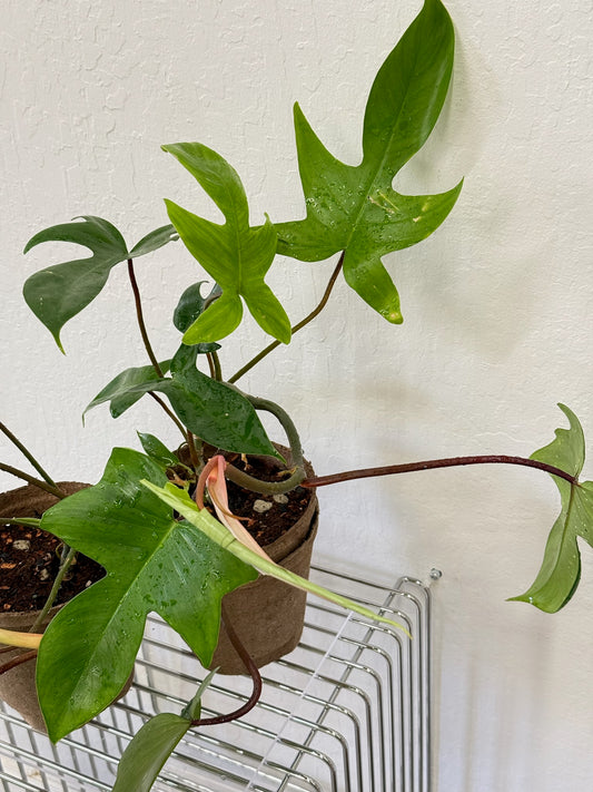 Philodendron Florida Green