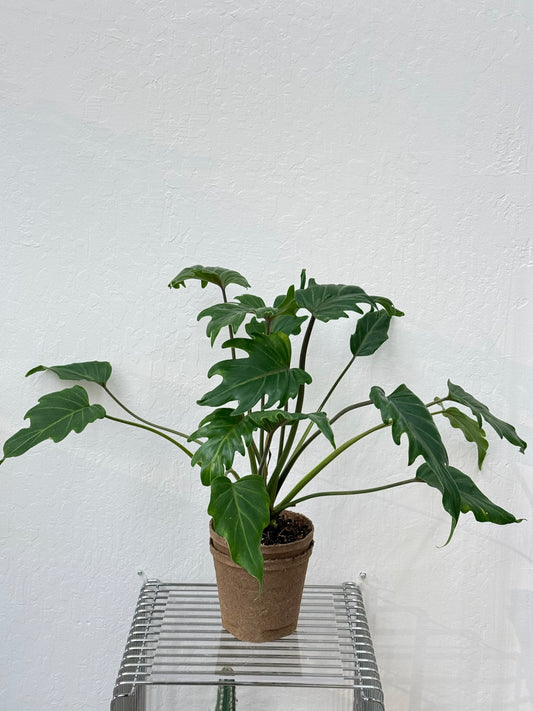 Philodendron Xanadu